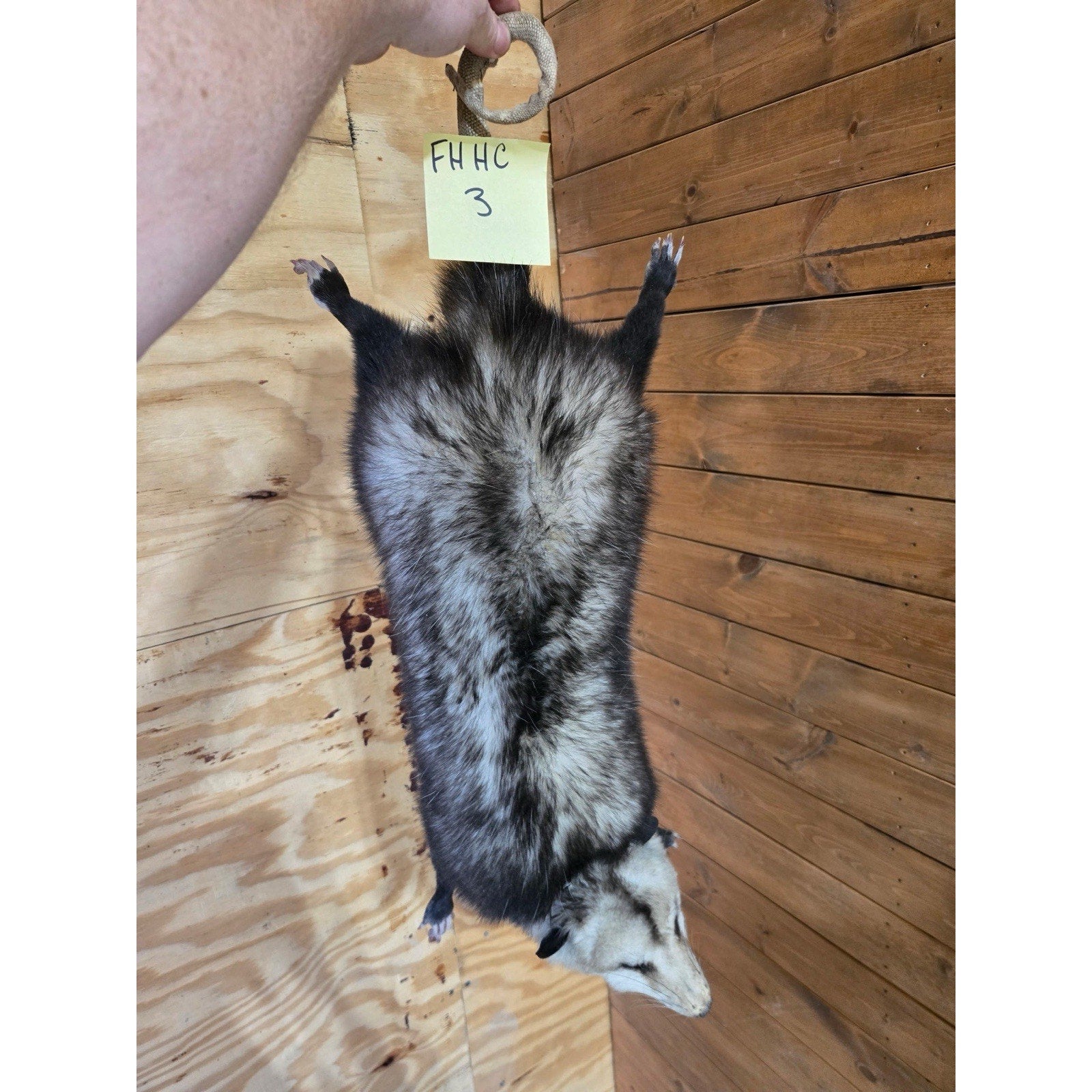 FHHCO3 - Hanging Opossum Full Body Taxidermy Mount