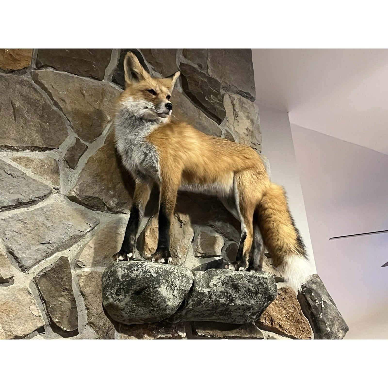 FHWL20 - Museum Quality Red Fox Taxidermy mount
