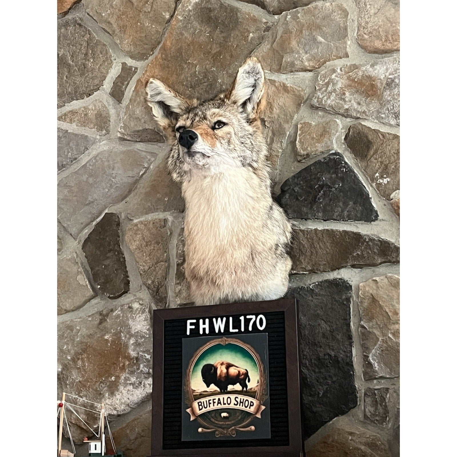 FHWL170 - Coyote Shoulder Museum Quality mount Taxidermy