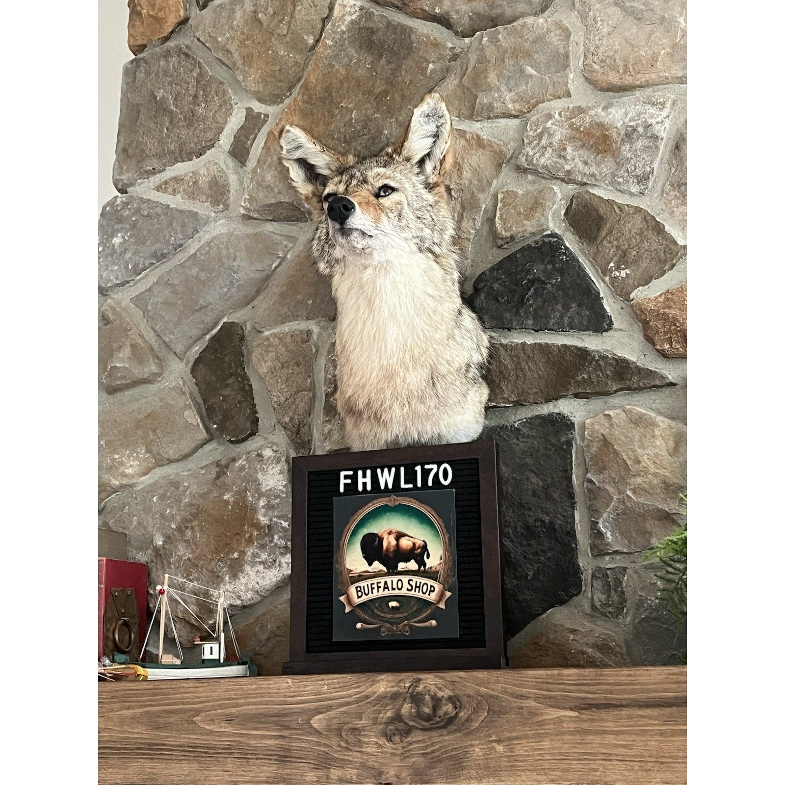 FHWL170 - Coyote Shoulder Museum Quality mount Taxidermy