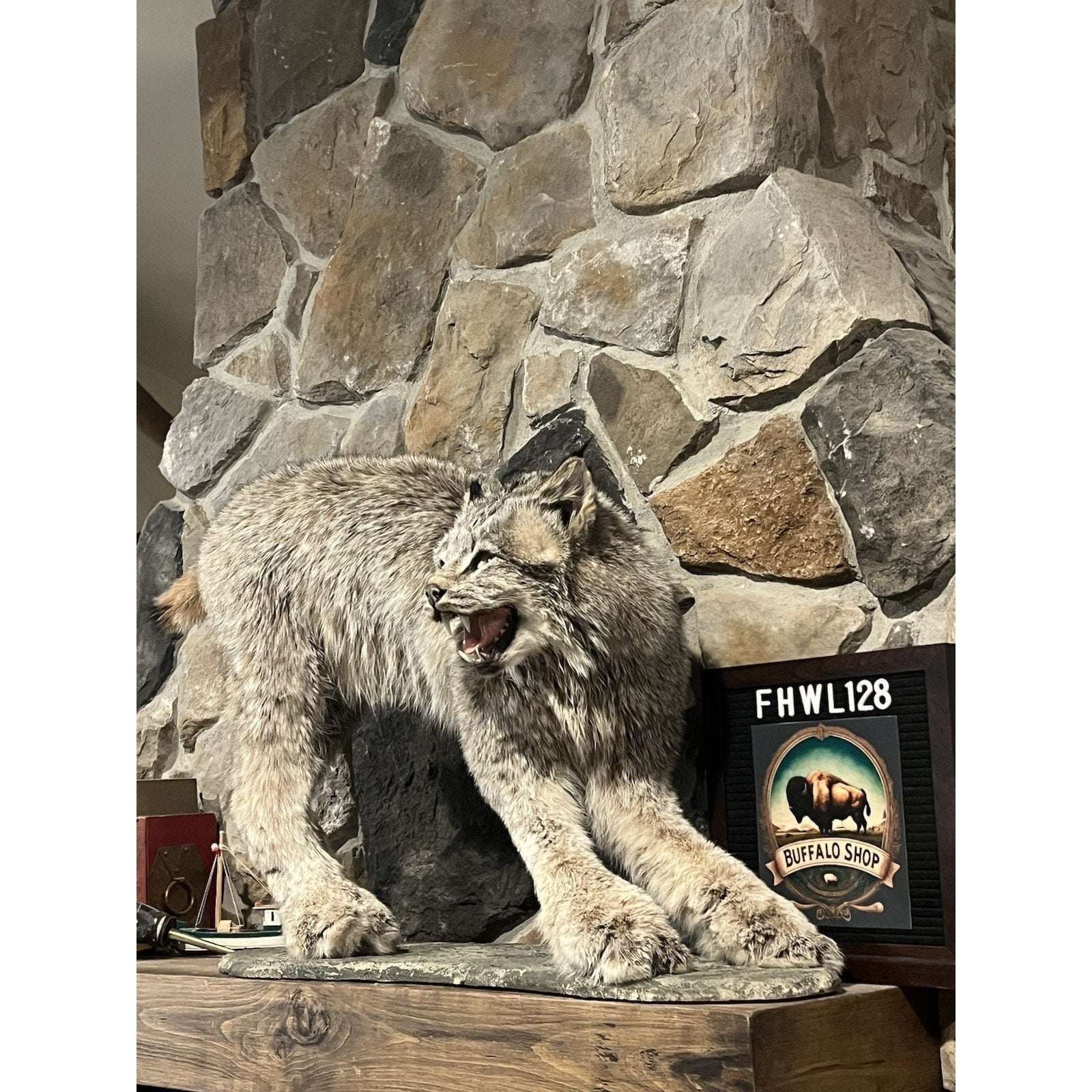 FHWL128 - Alaskan Lynx Taxidermy Full Body Mount Prime Fur