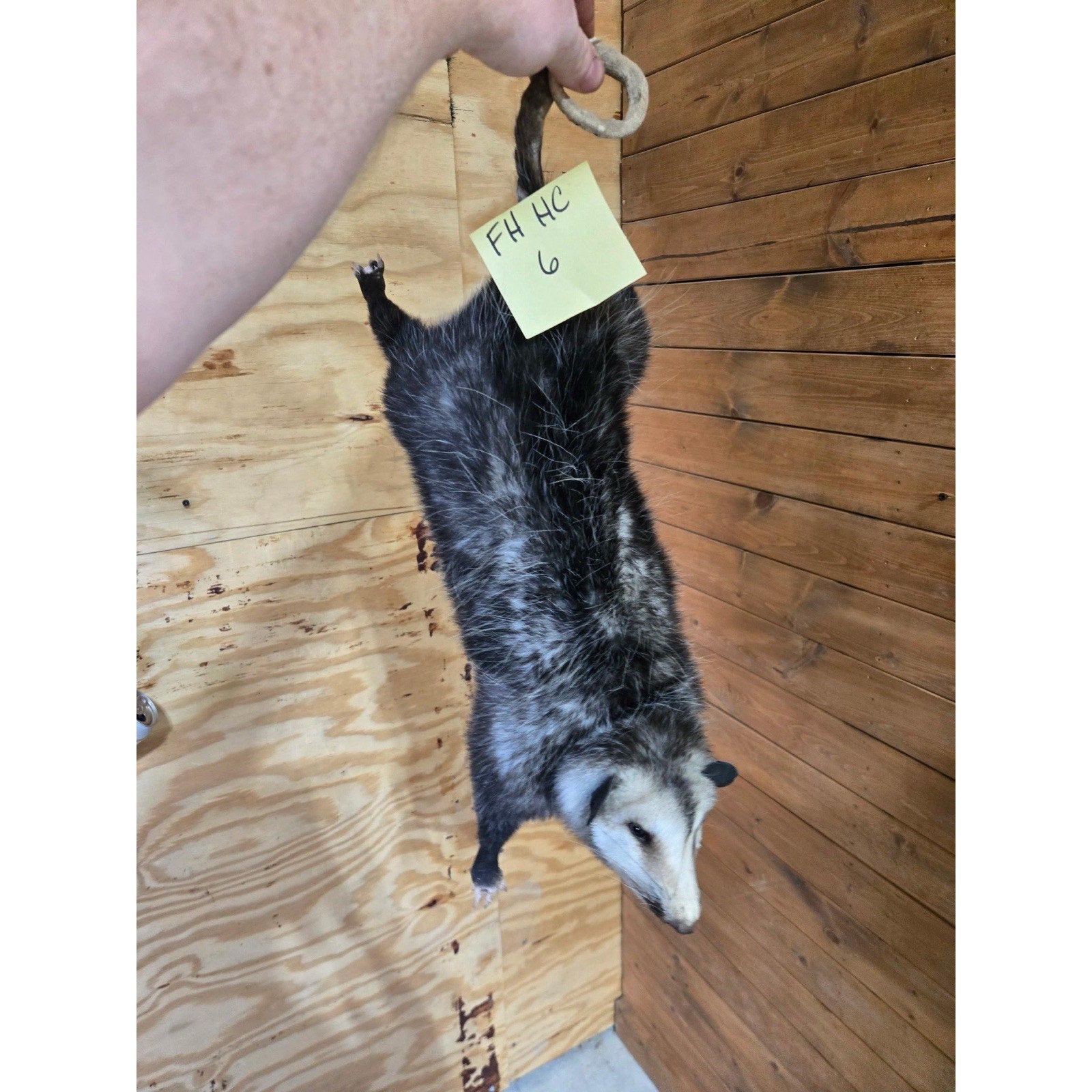 FHHCO6- Hanging Opossum Full Body Taxidermy Mount