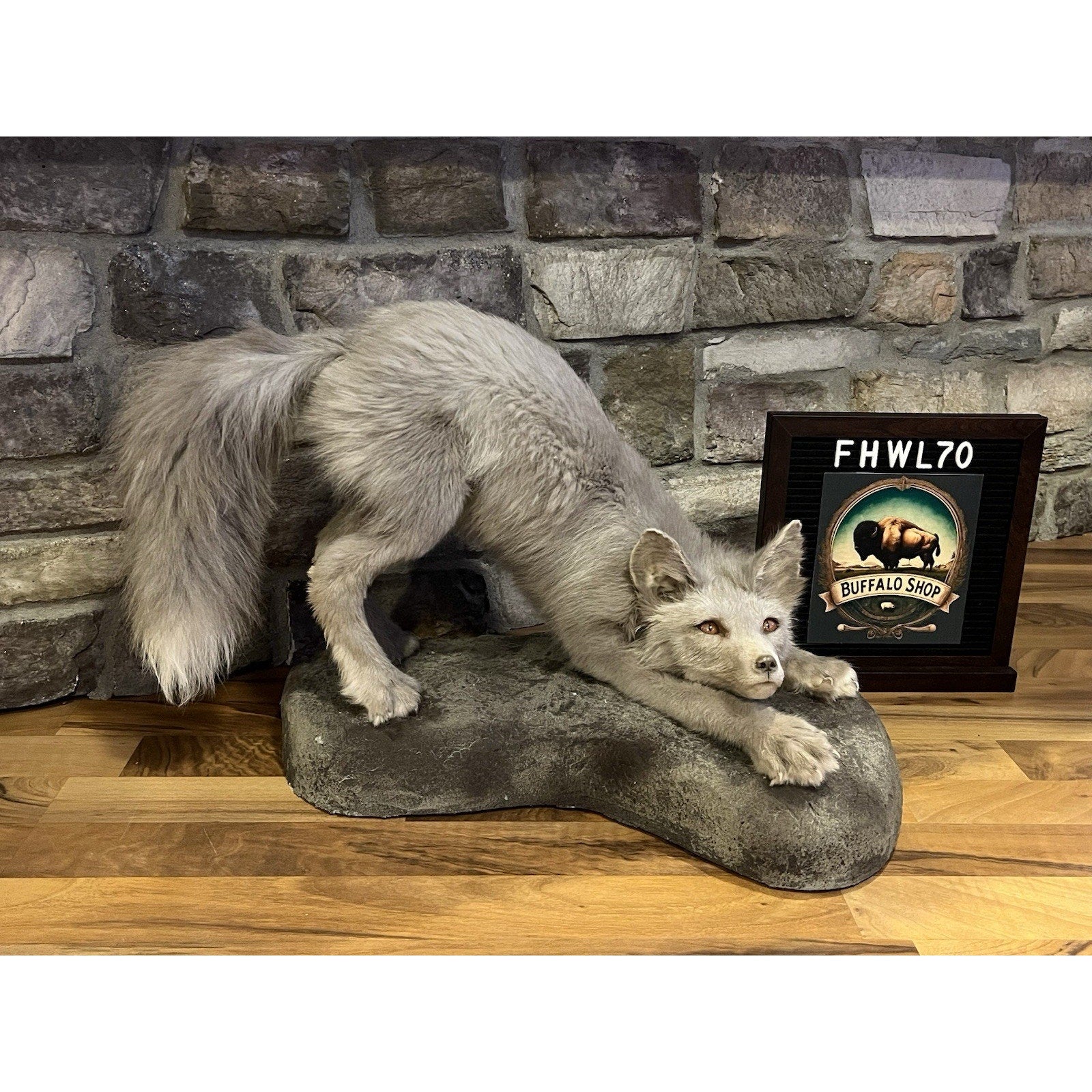 FHWL70 - Ranch Fox Pup Taxidermy Full Body Mount