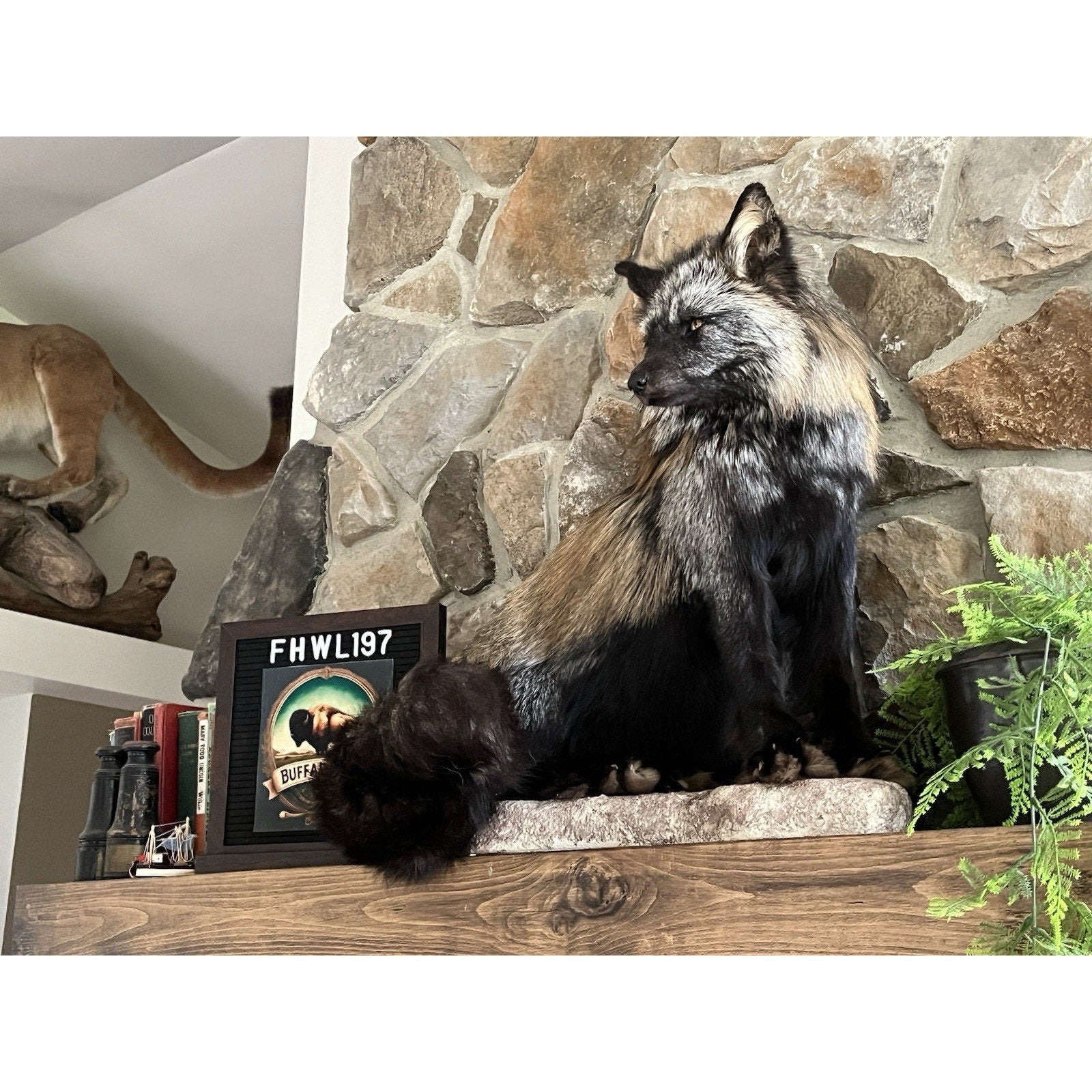FHWL197- Museum Quality Ranch Fox Taxidermy mount