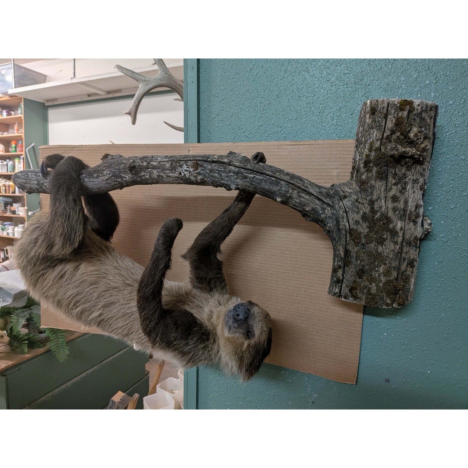 FHPAT158 - New Adult Sloth Taxidermy Mount Full Body