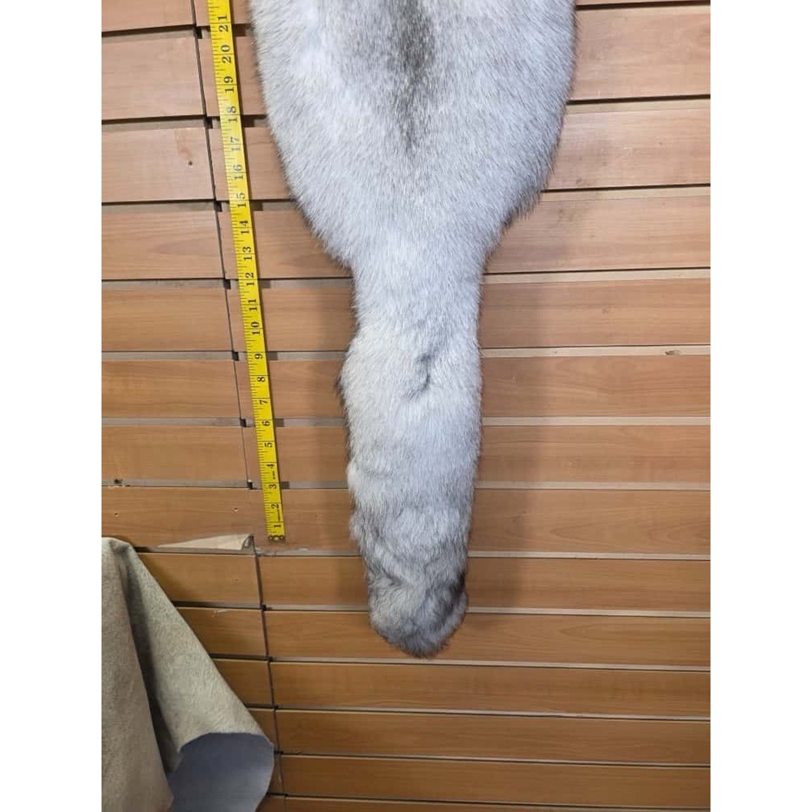 FHCM11 - Soft Tanned Blue Ranch Fox Furs Taxidermy