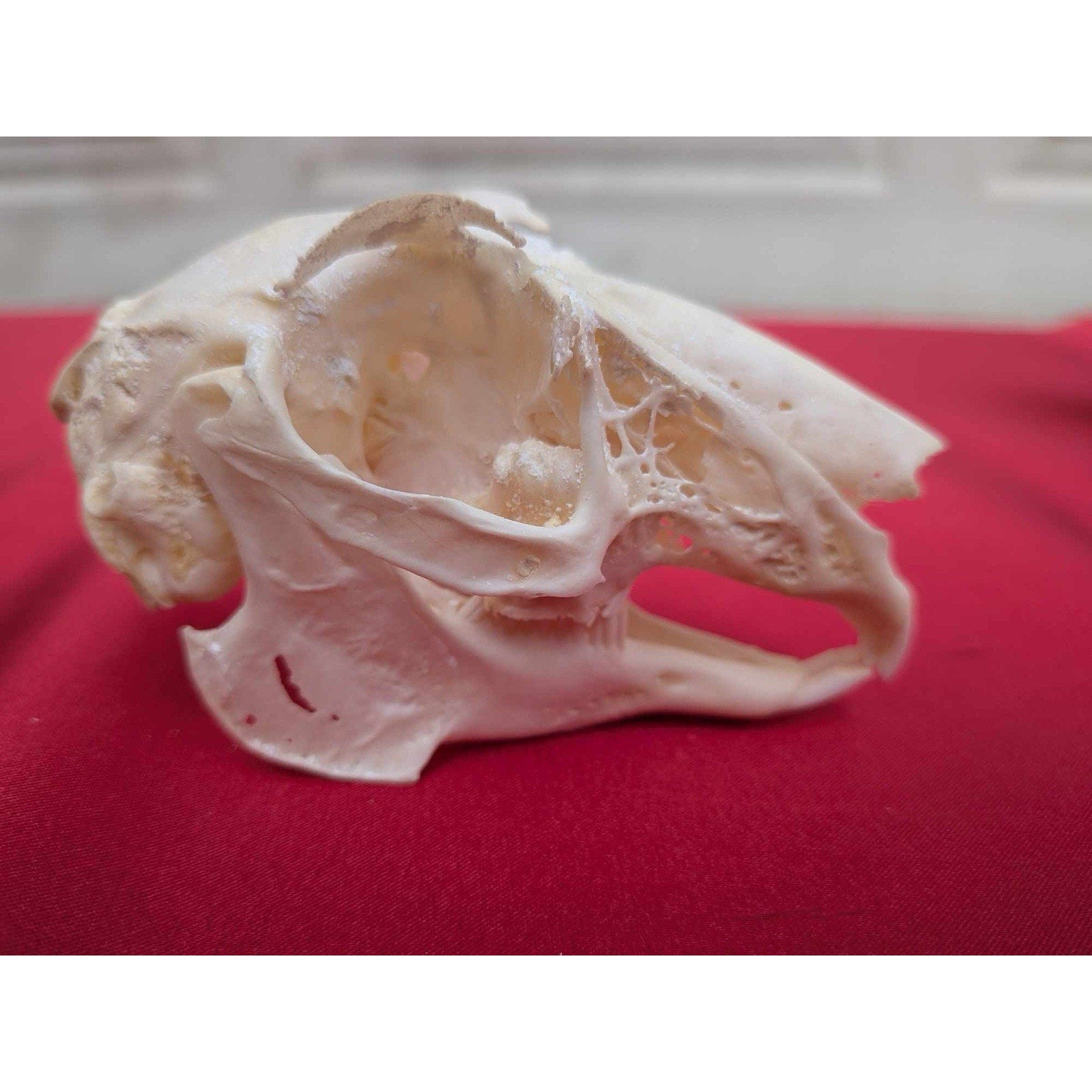 FHPAT83 - Real White-Tailed Jackrabbit Skull - Lepus townsendii