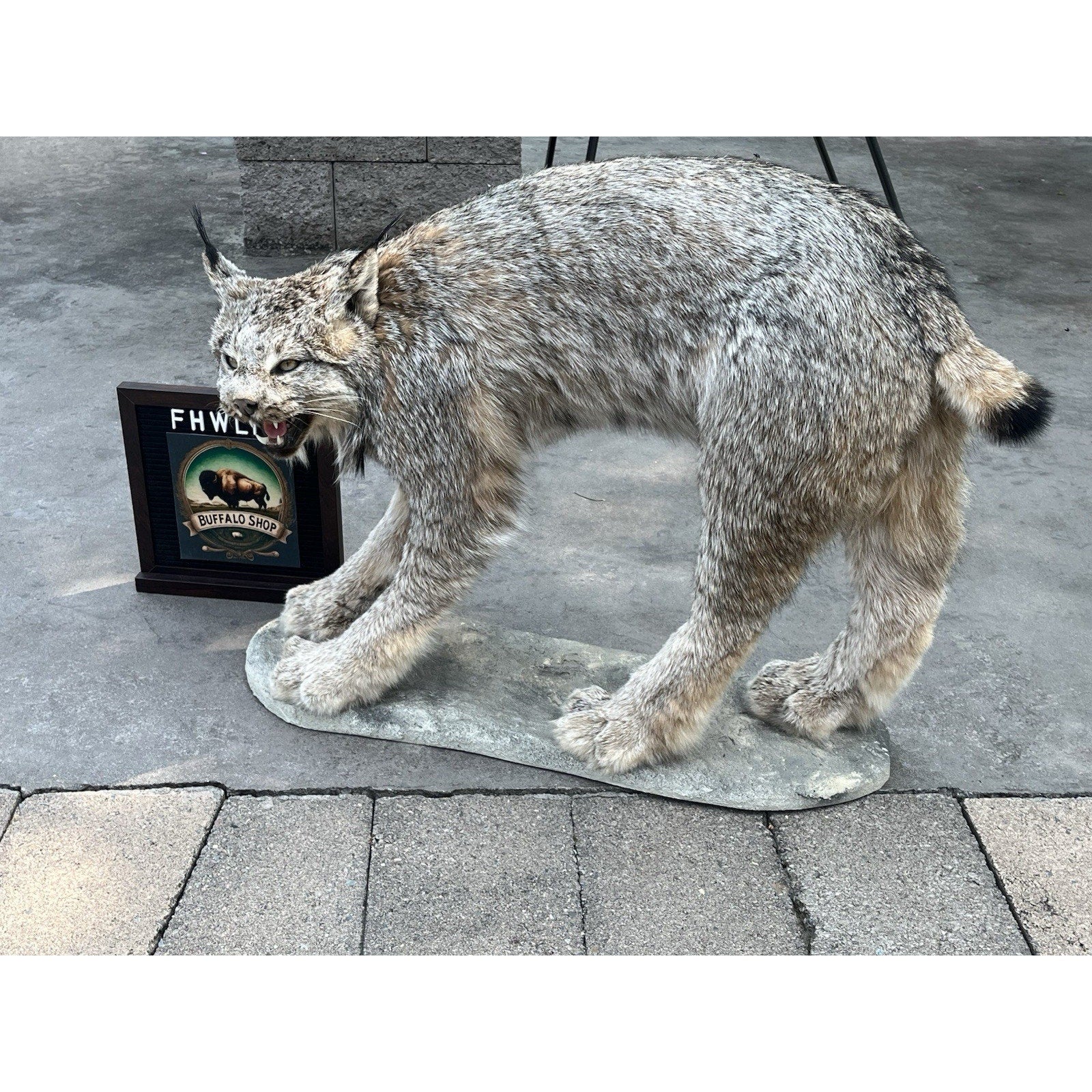 FHWL176- Alaskan Lynx Taxidermy Full Body Mount Prime Fur
