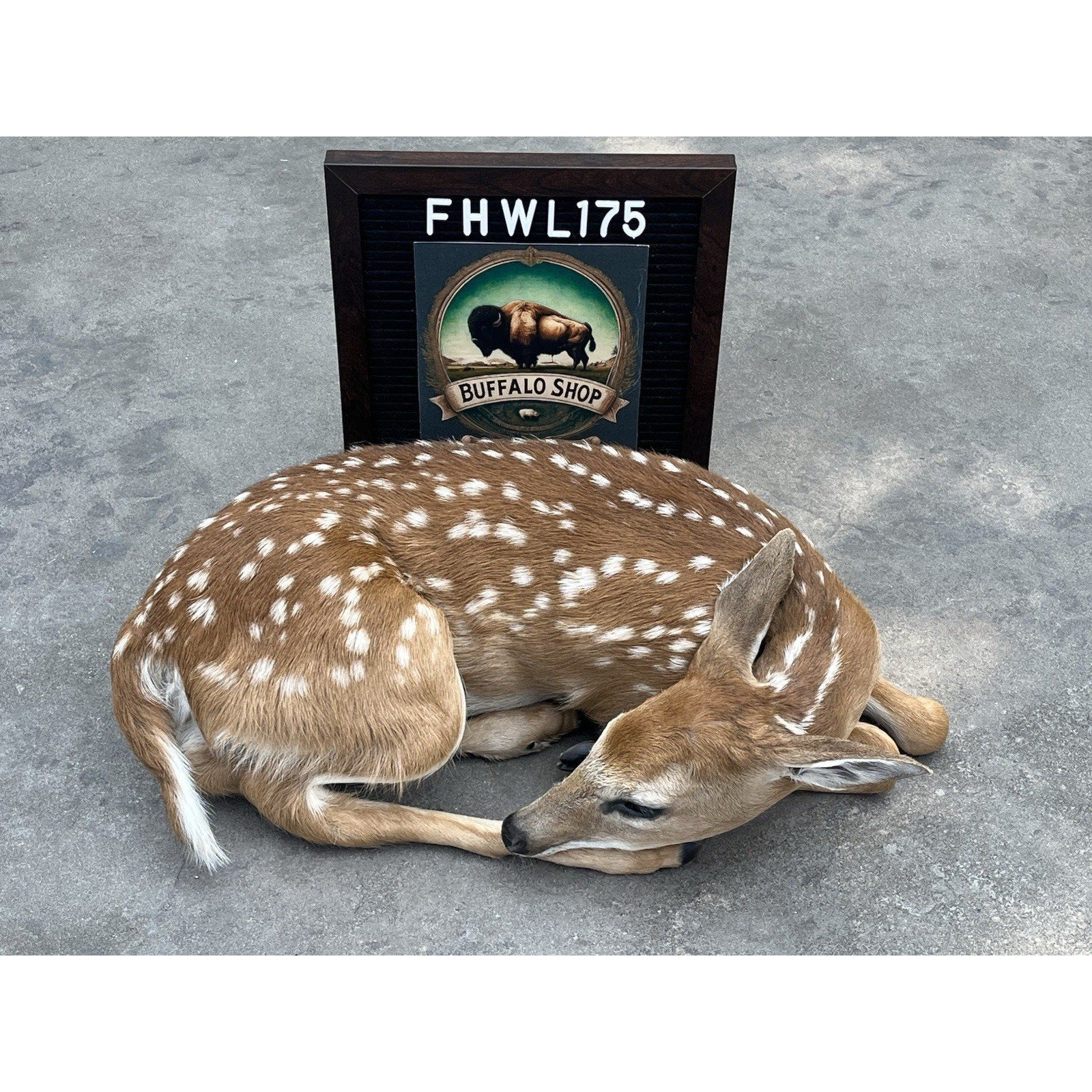 FHWL175 - Fawn Deer Taxidermy Mount