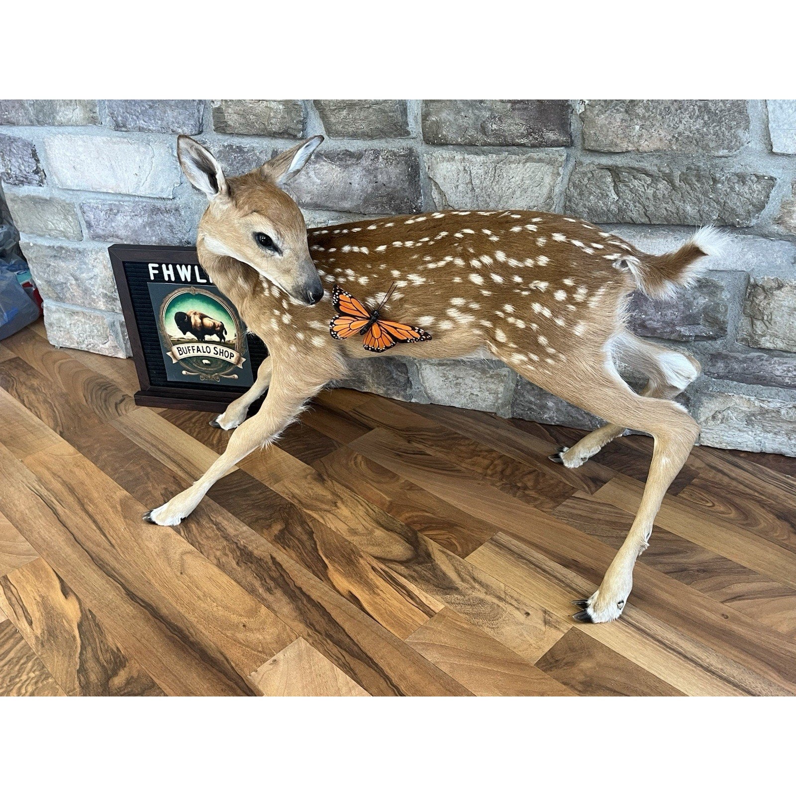 FHWL154 - Fawn Lifesize Taxidermy Mount Free Standing