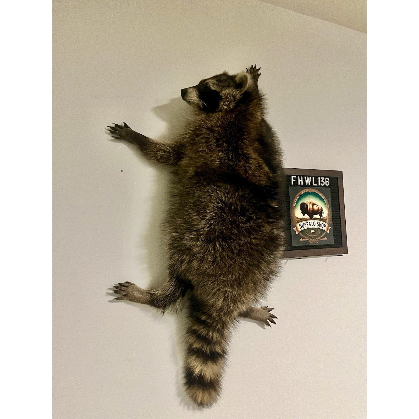 FHWL136 - Fat Raccoon Taxidermy Mount