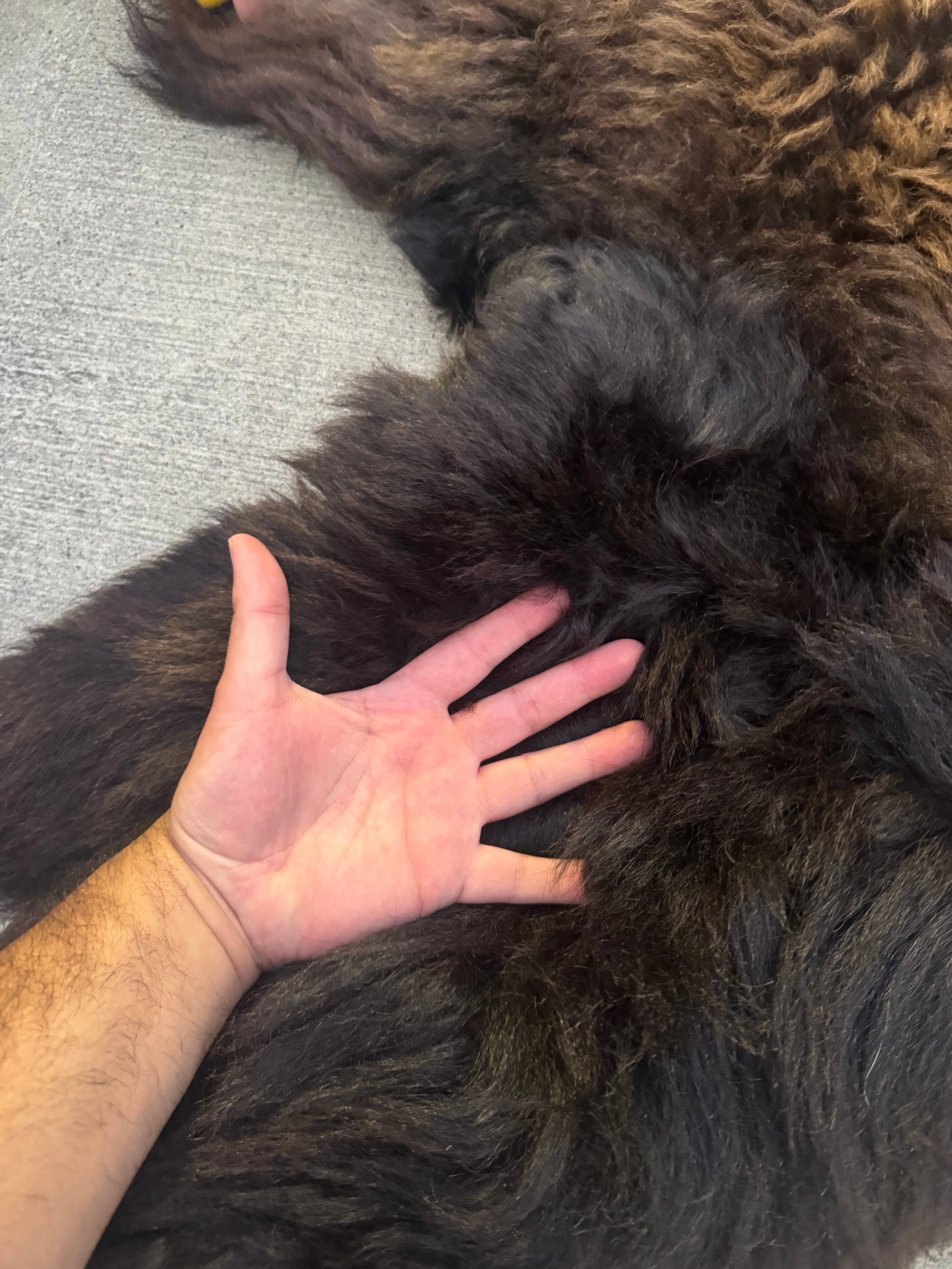 FHWA556 - XXL premium Prime Real Buffalo / Bison Fresh Taxidermy Rug Hide