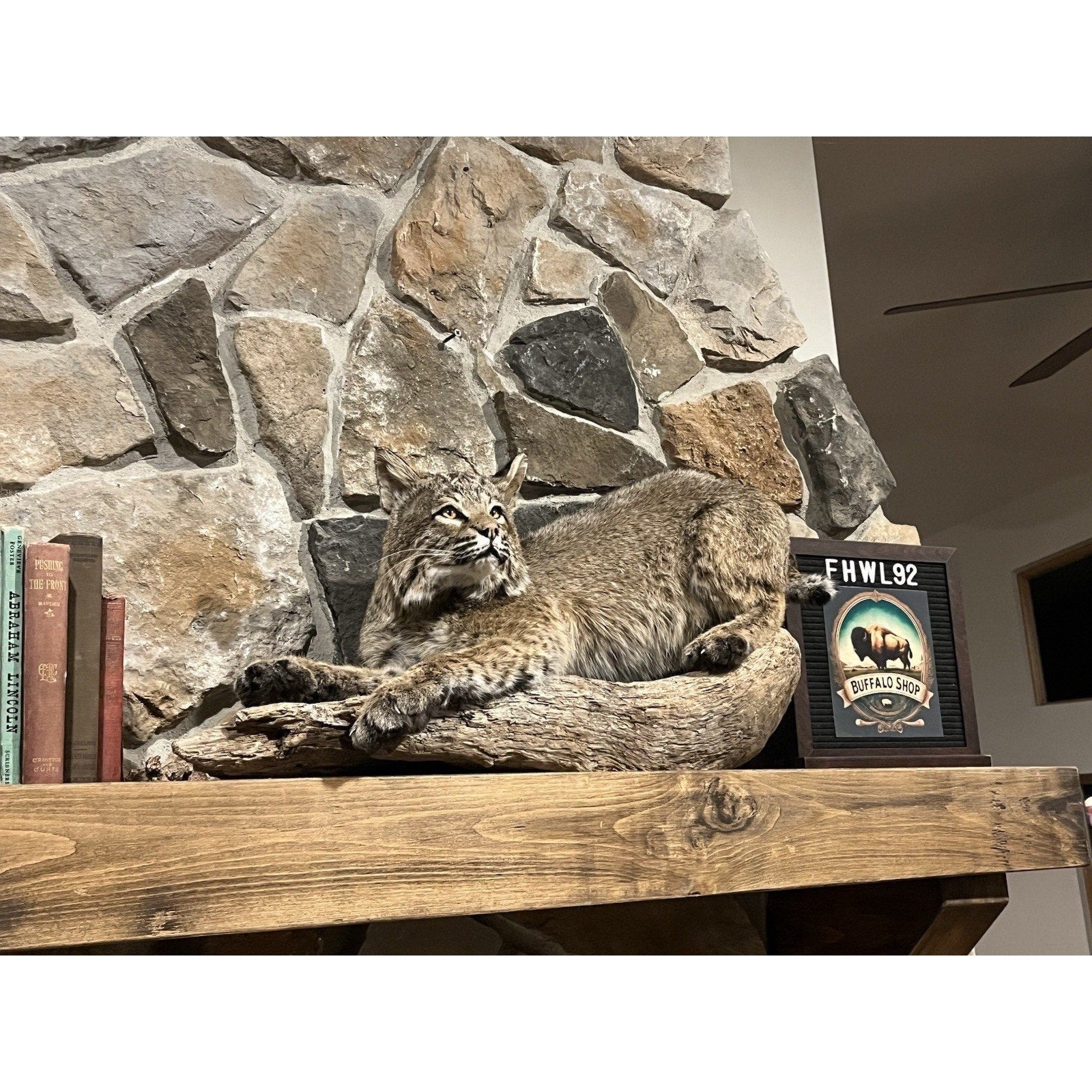 FHWL92 - Bobcat Taxidermy Full Body Mount