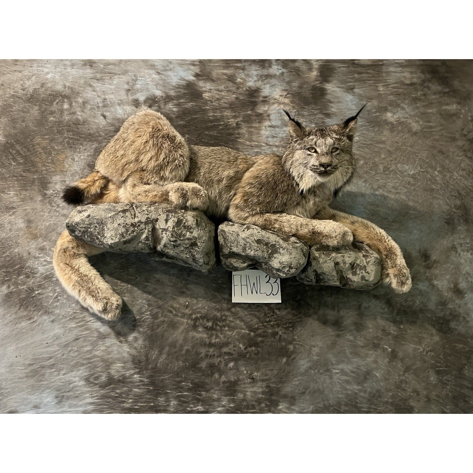FHWL33 - Alaskan Lynx Taxidermy Full Body Mount Prime Fur