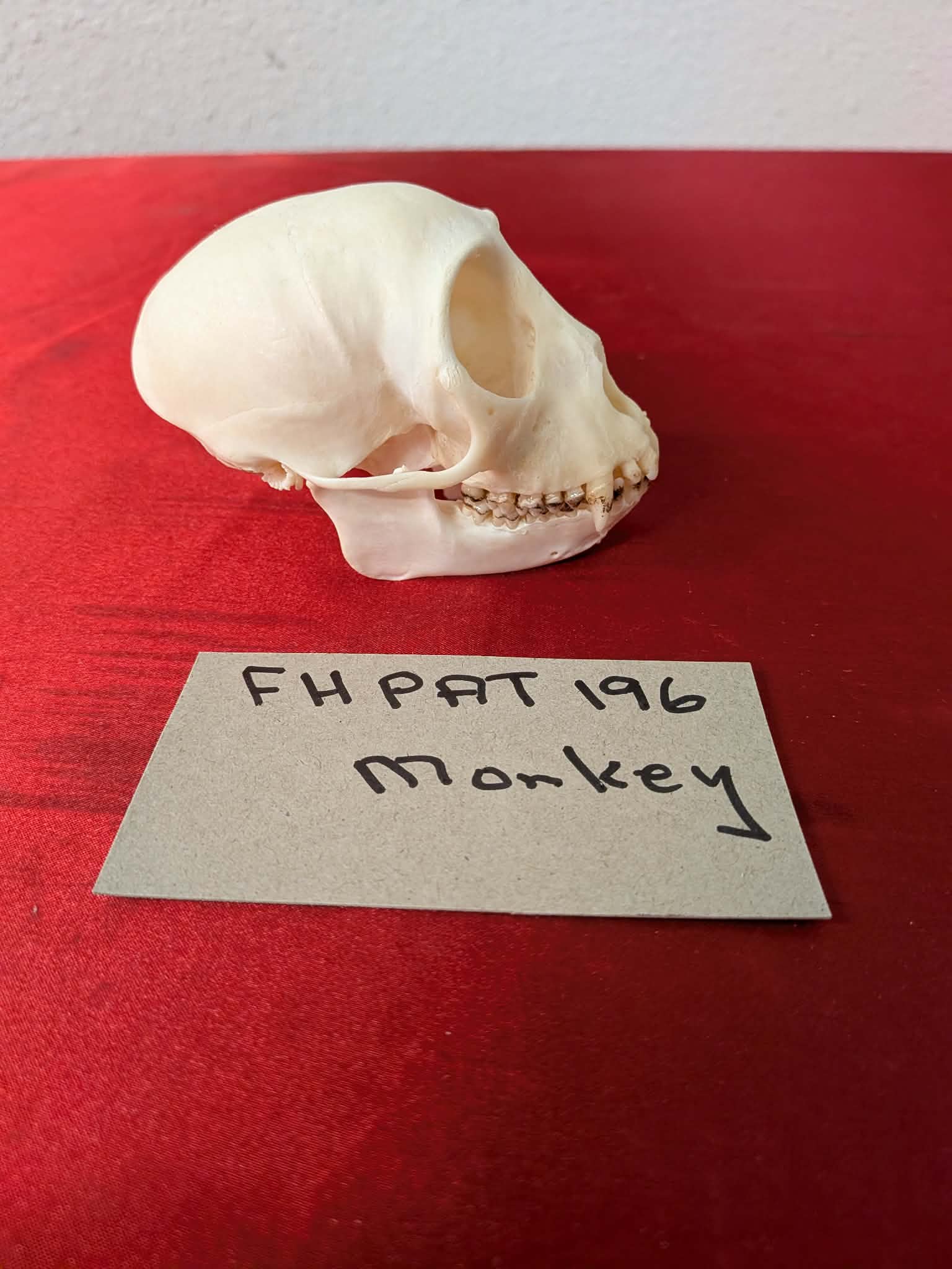 FHPAT196 - mustached real monkey skull