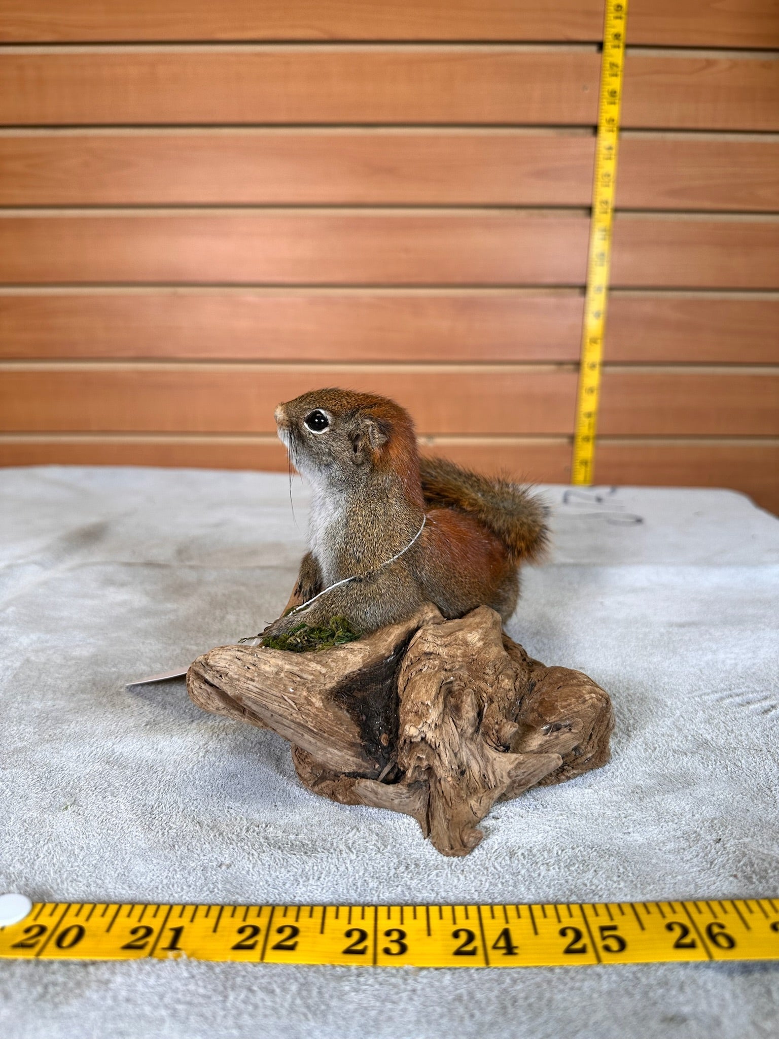 FHSQUIR30 - American Red Squirrel Taxidermy Mount