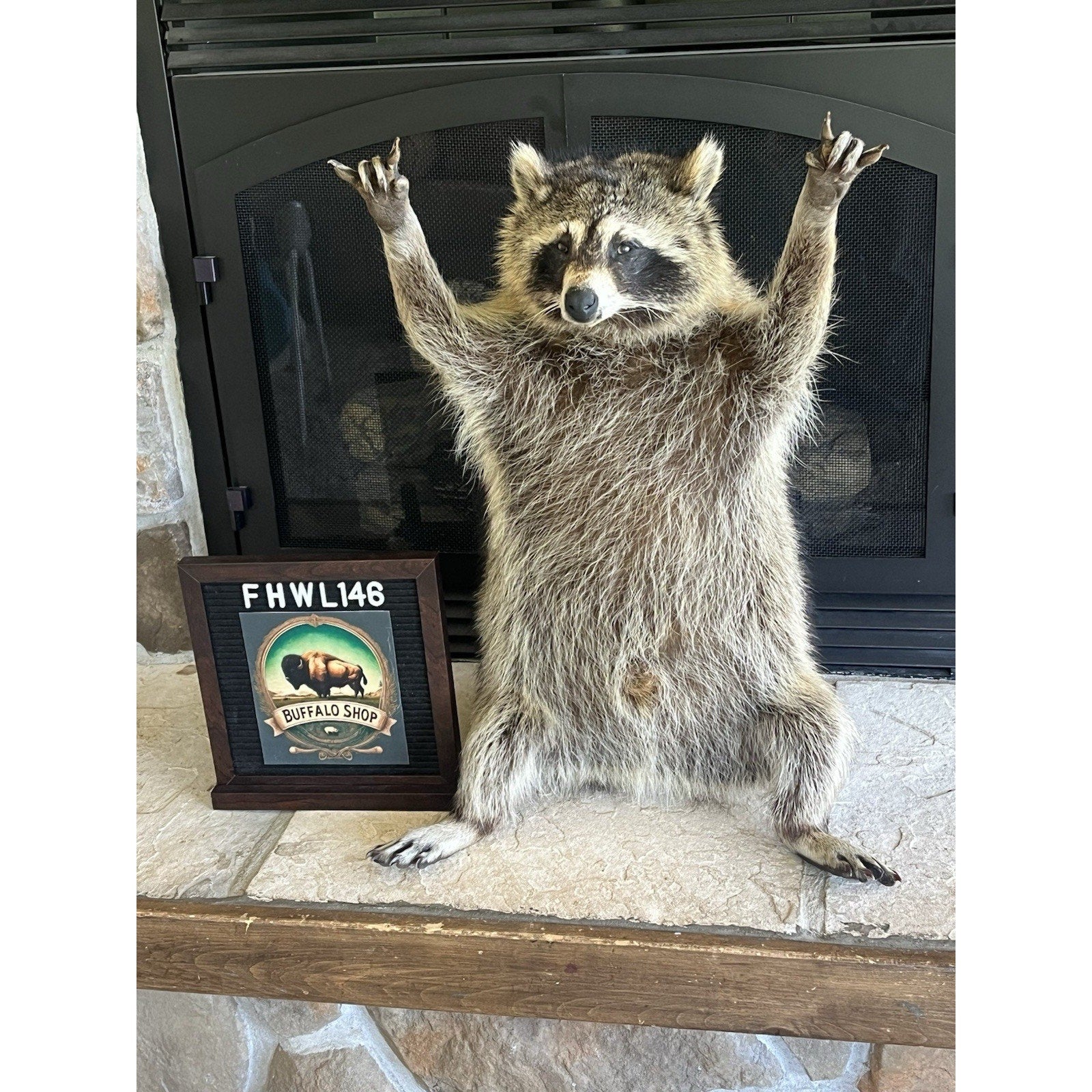 FHWL146- Fat Raccoon Taxidermy Mount