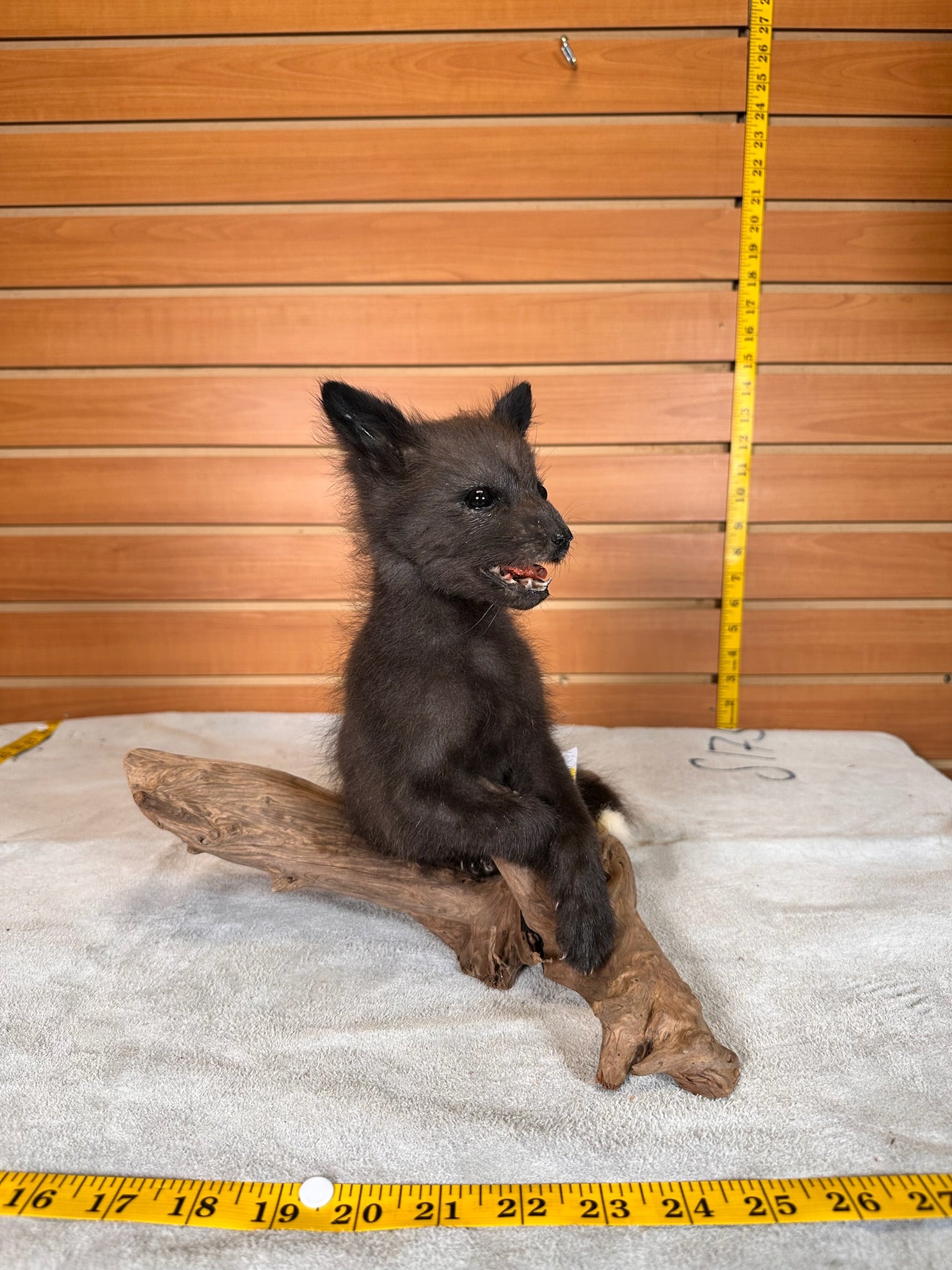 FHBFOX5- baby fox taxidermy mount