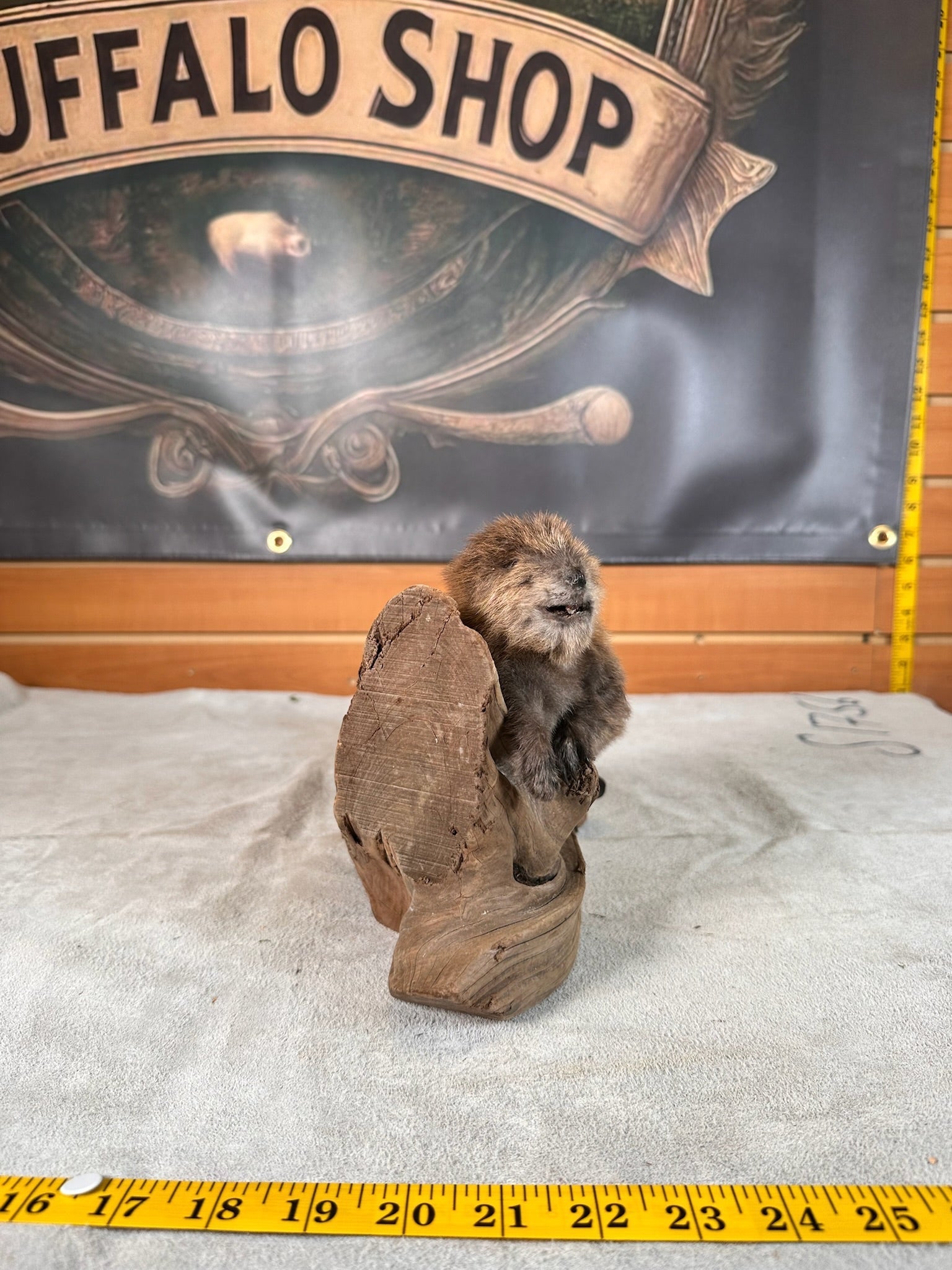 FHBEAV33- Beautiful Adorable baby beaver taxidermy mount