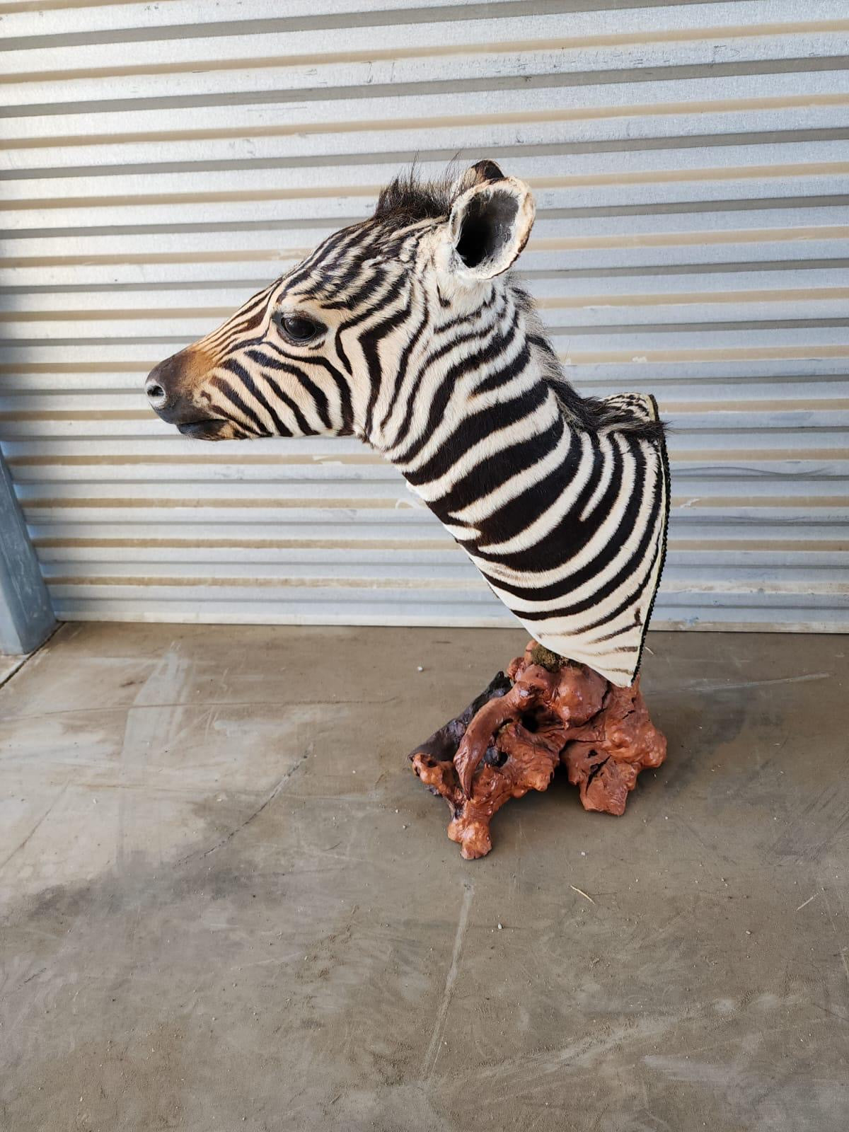 Samttn1 - Zebra pedestal taxidermy mount