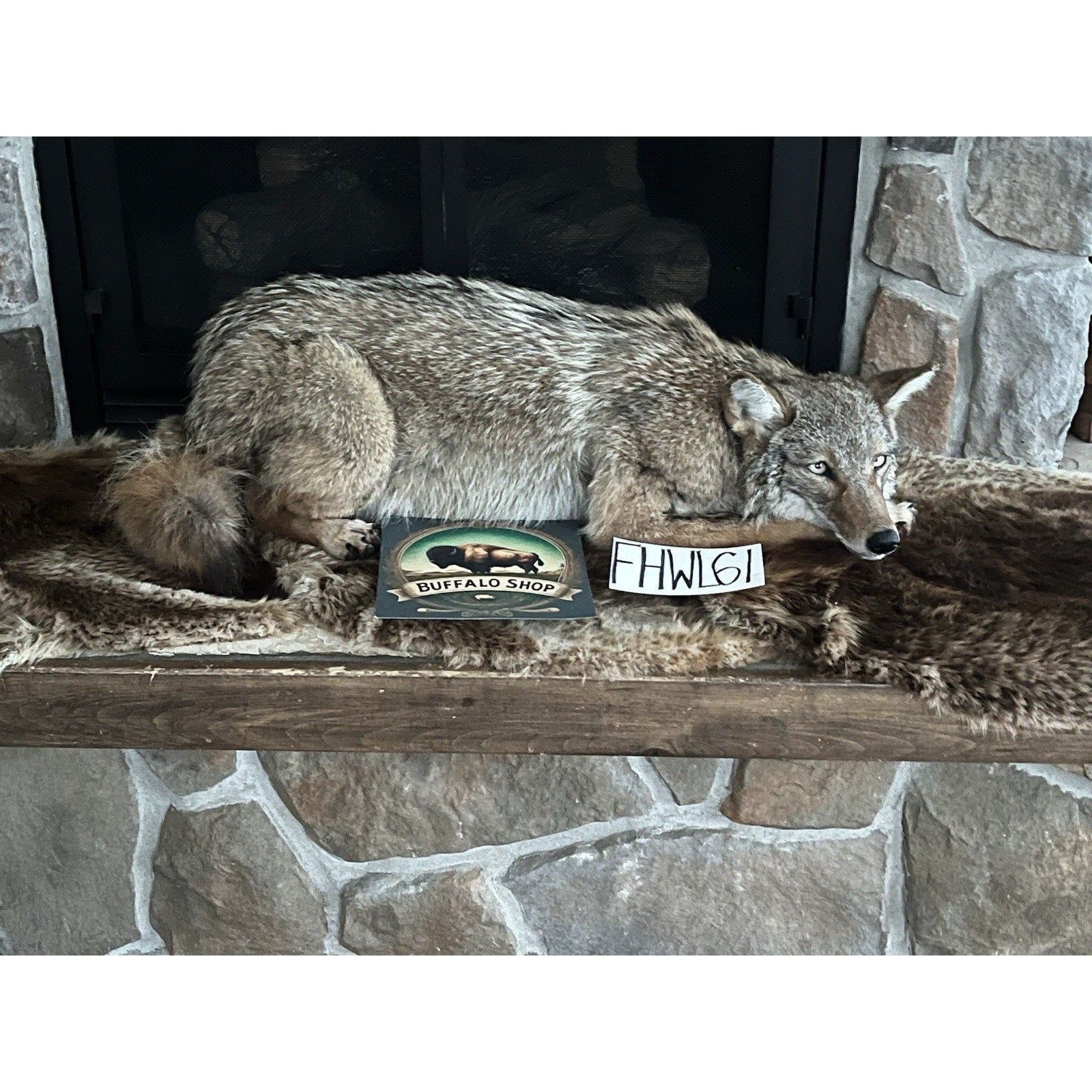 FHWL61 - Coyote Museum Quality Wall mount Taxidermy