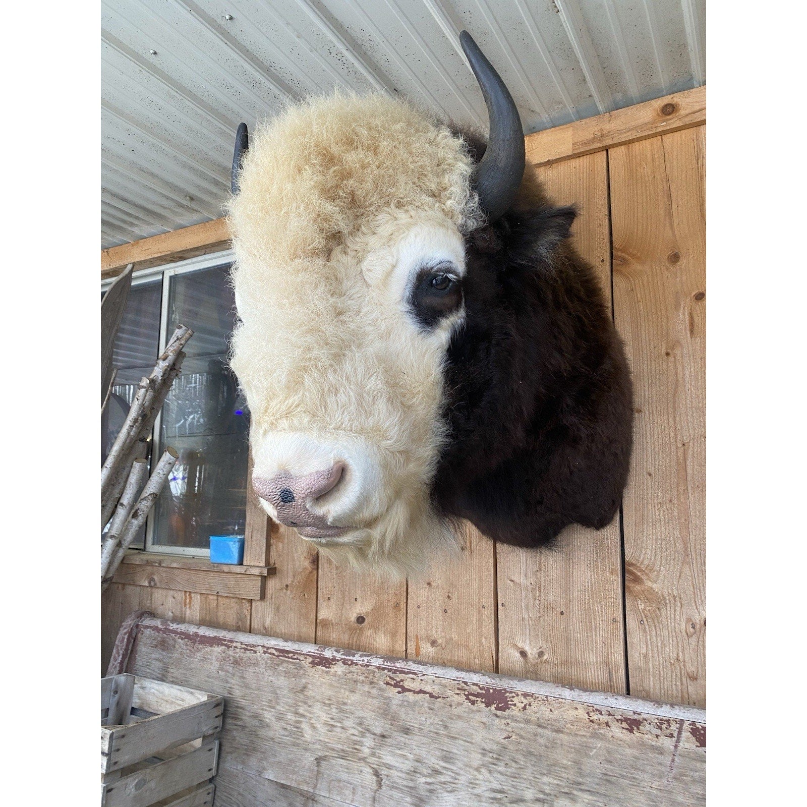 FHDAR41- Rare Sacred White-faced Buffalo Bison Taxidermy Shoulder mount