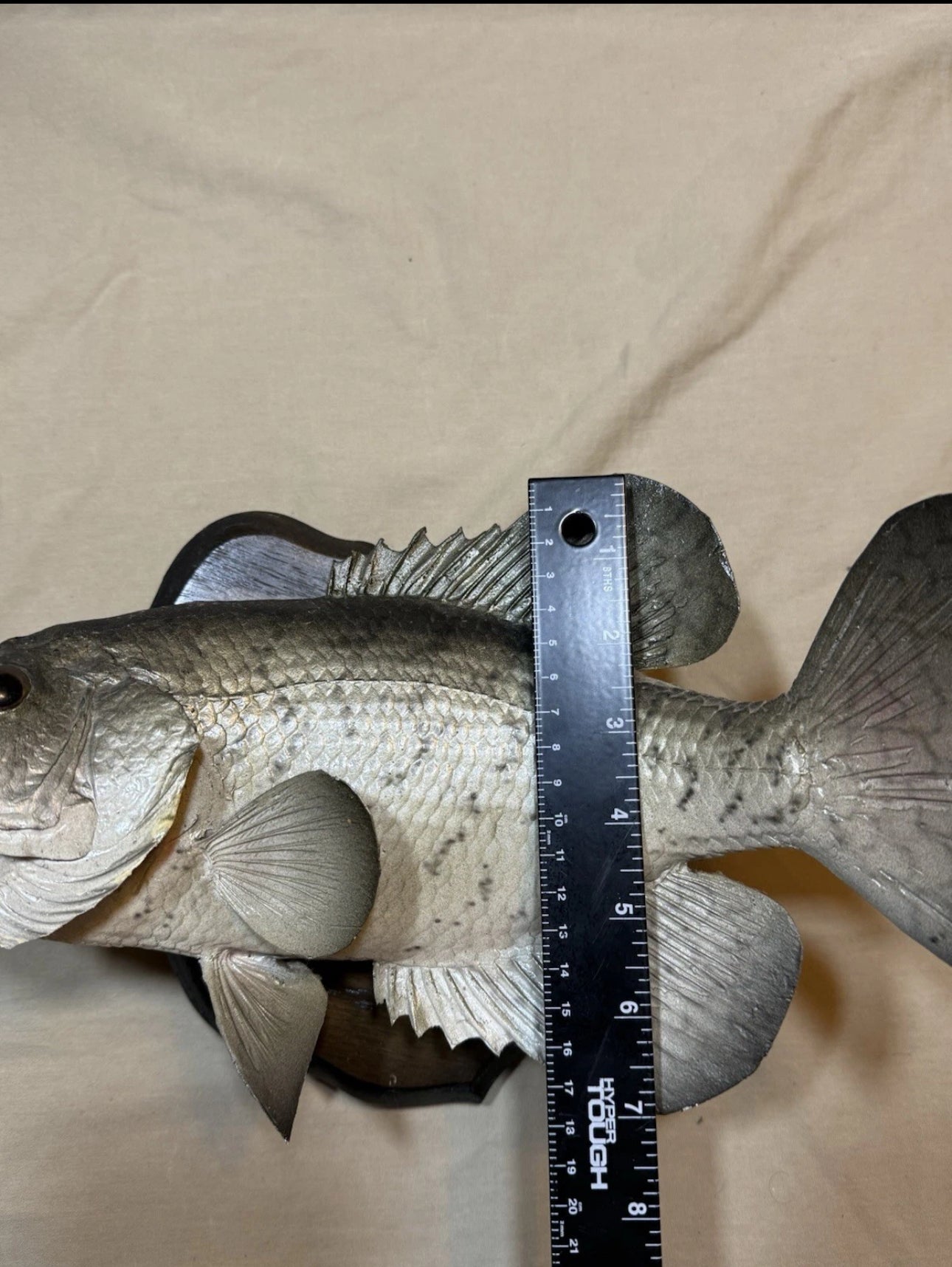 FHEB0817 - 12.5 Inch Crappie Taxidermy Mount