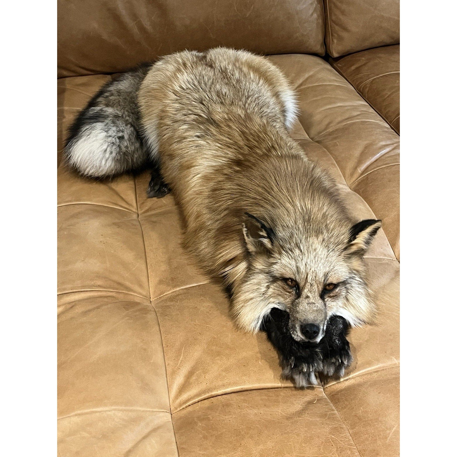 FHWL1 - Red Fox Taxidermy Full Body Mount