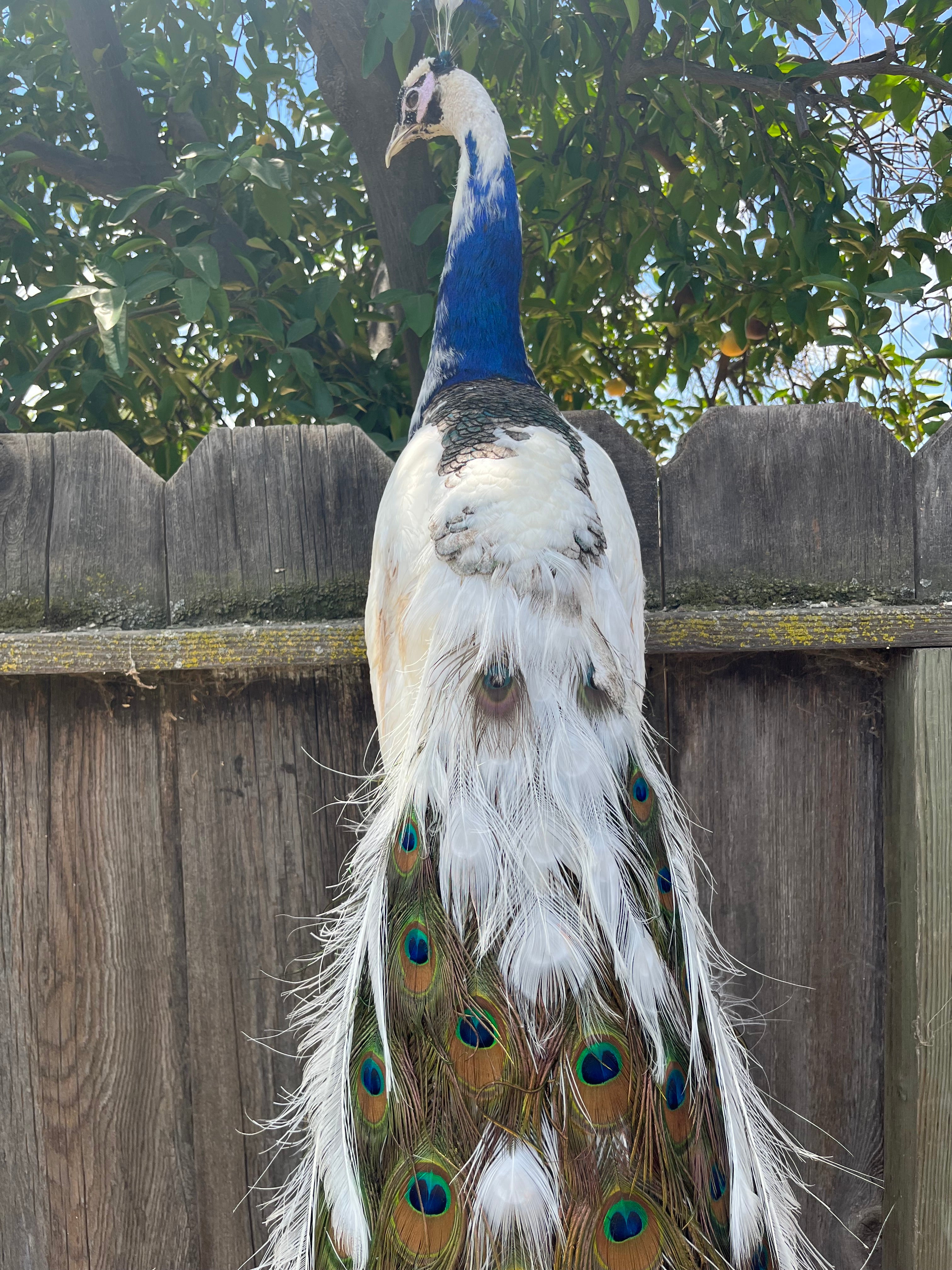 FHpie22 - Museum quality pied PEACOCK Taxidermy Mount