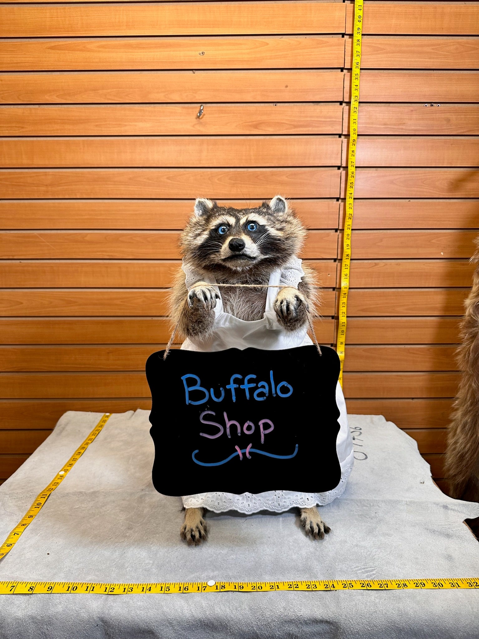 FH199-Raccoon full body mount