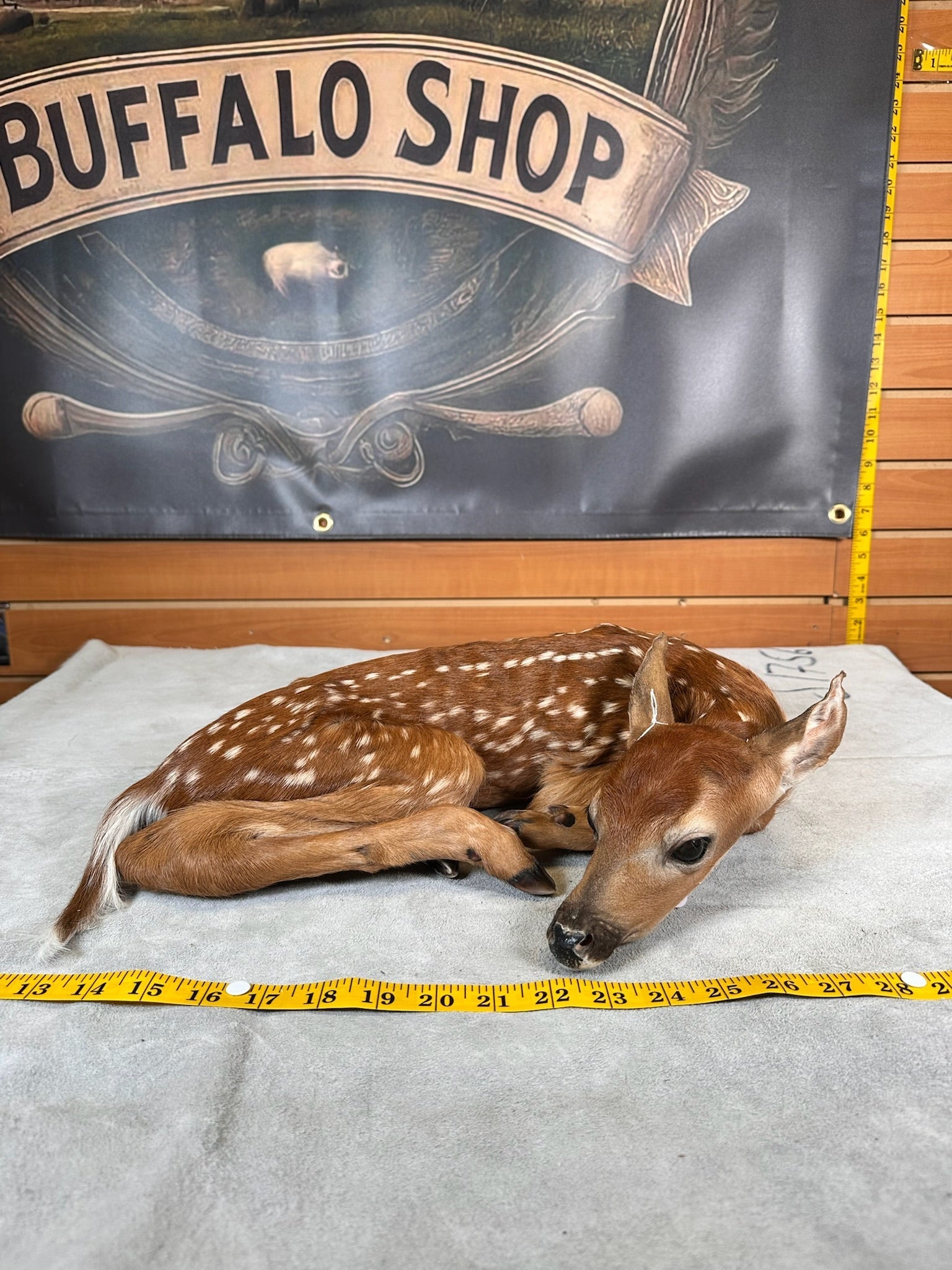 FHDEER3- Baby Deer Fawn tiny taxidermy mount