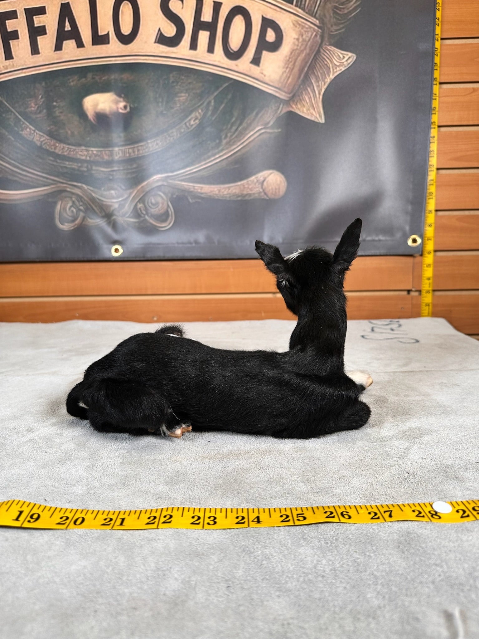 FHGOAT6- Baby goat tiny taxidermy mount free standing