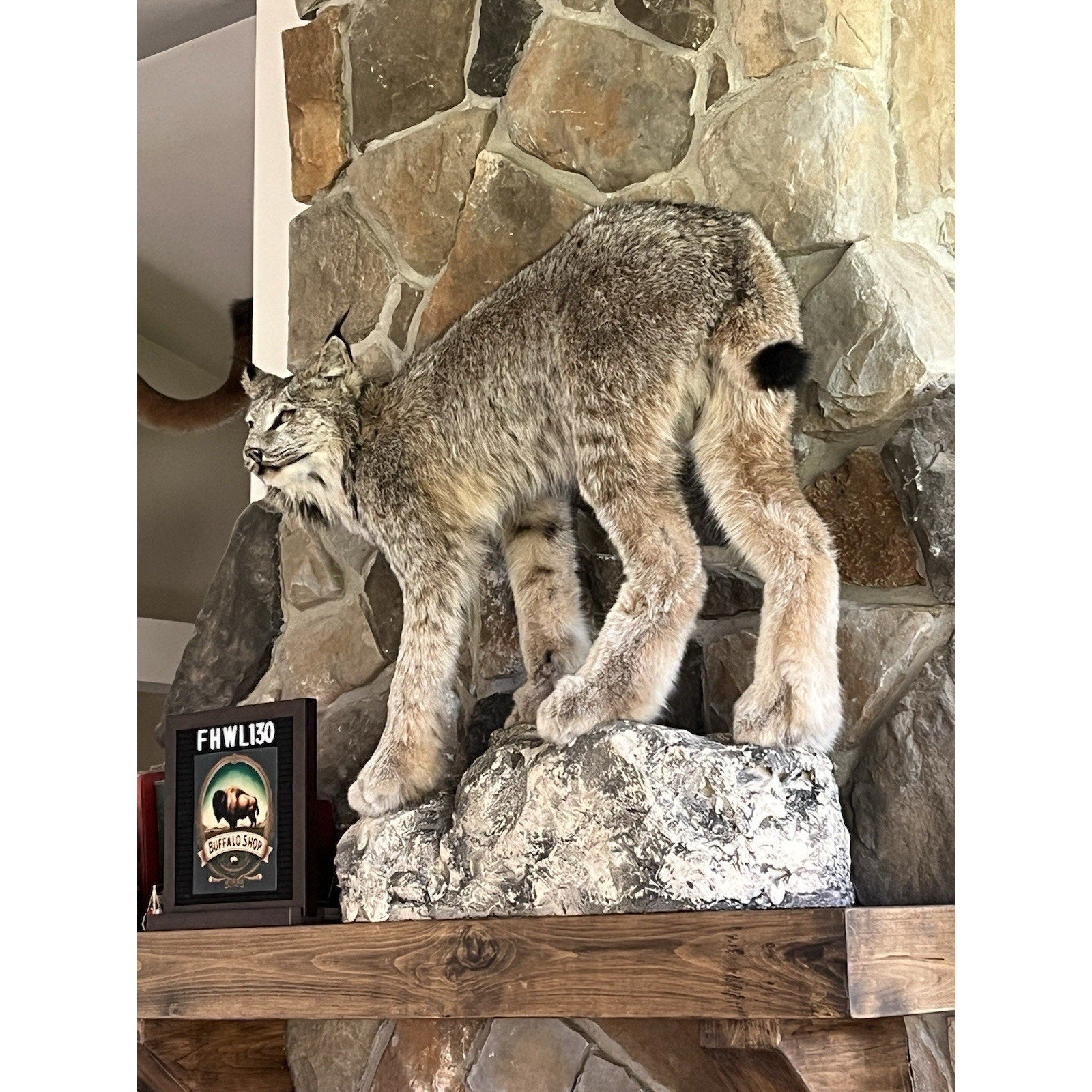 FHWL130 - Alaskan Lynx Taxidermy Full Body Mount Prime Fur