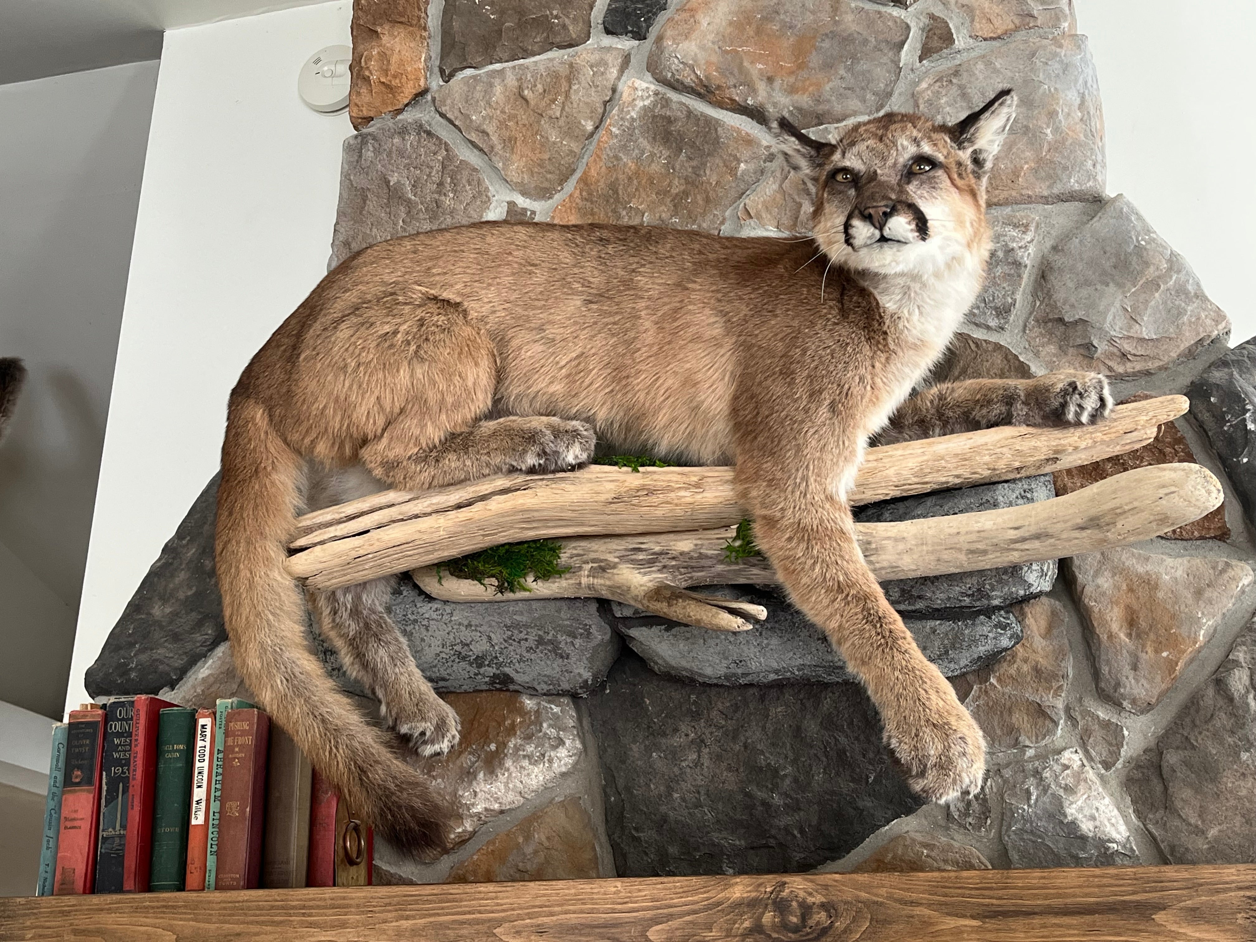 FHWL29 - Cougar Lifesize Taxidermy Mount