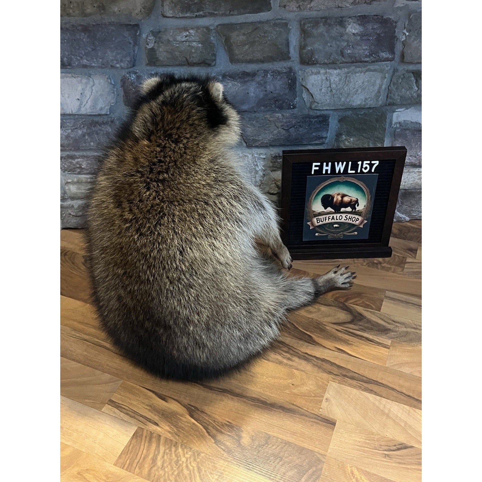 FHWL157 -premium Fat Raccoon Taxidermy Mount