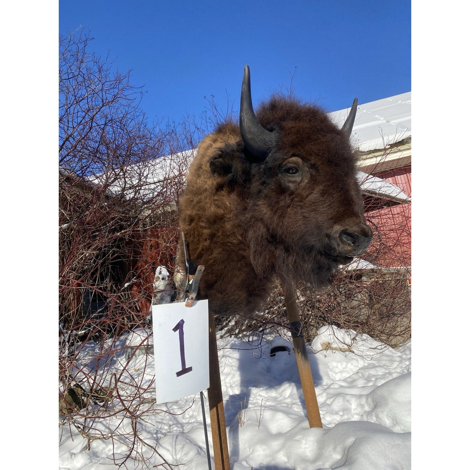 FHDARDEC1 - Real North American Buffalo / Bison Shoulder Taxidermy Mount New