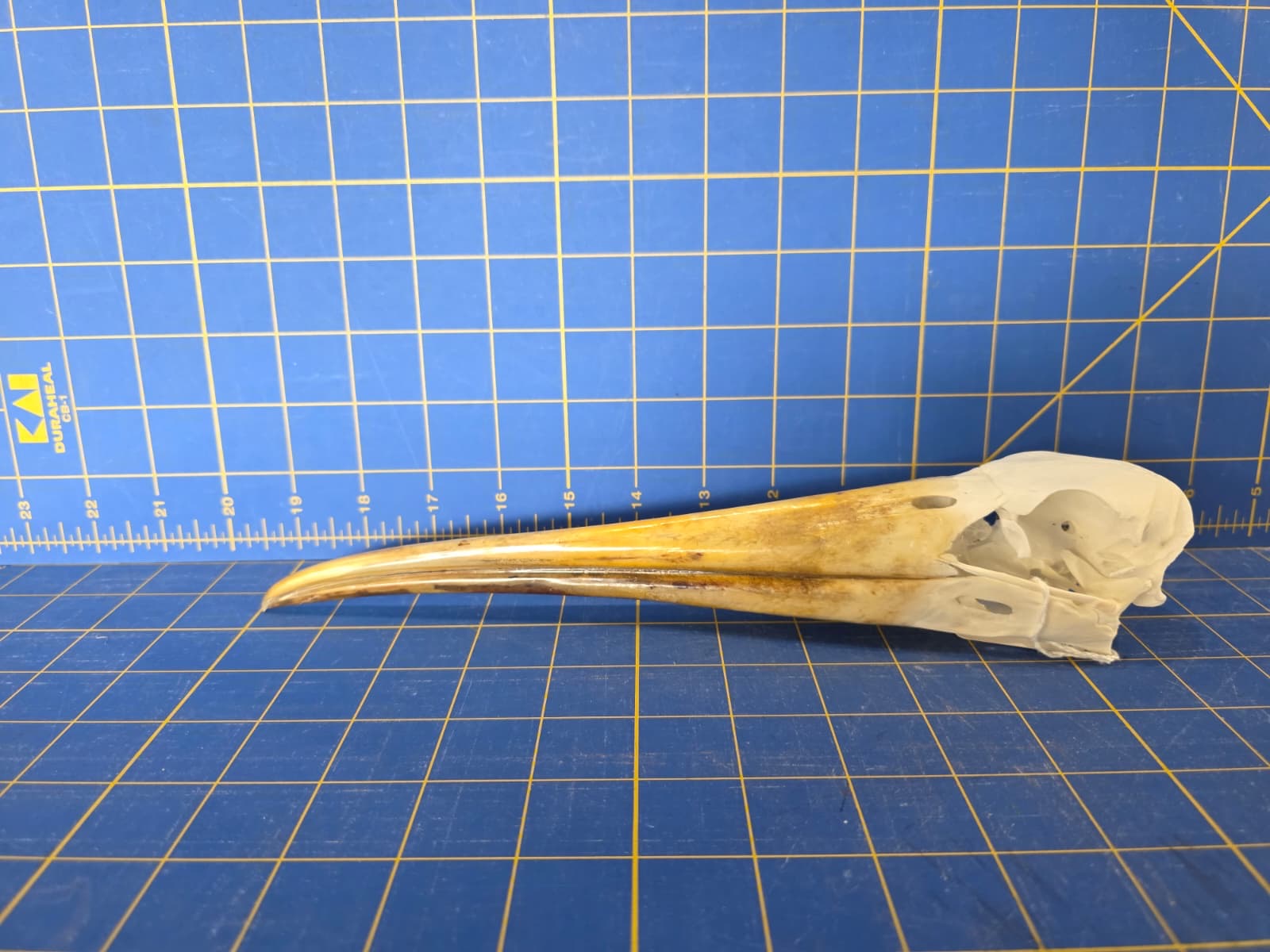 JTV200 - Real Yellow-billed stork Bird Skull Taxidermy