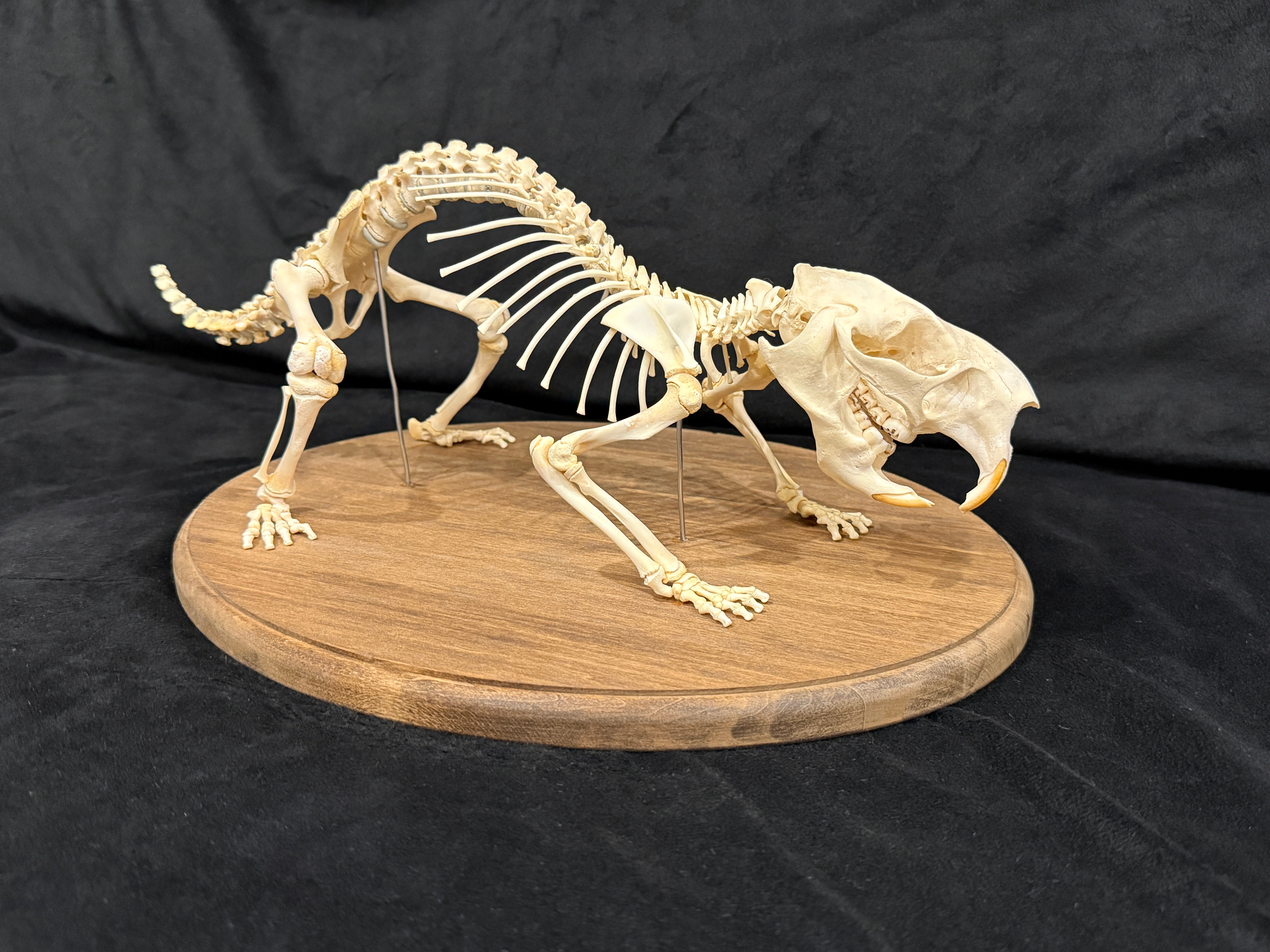 FHDA3 - Real North American Porcupine Articulated Skeleton taxidermy
