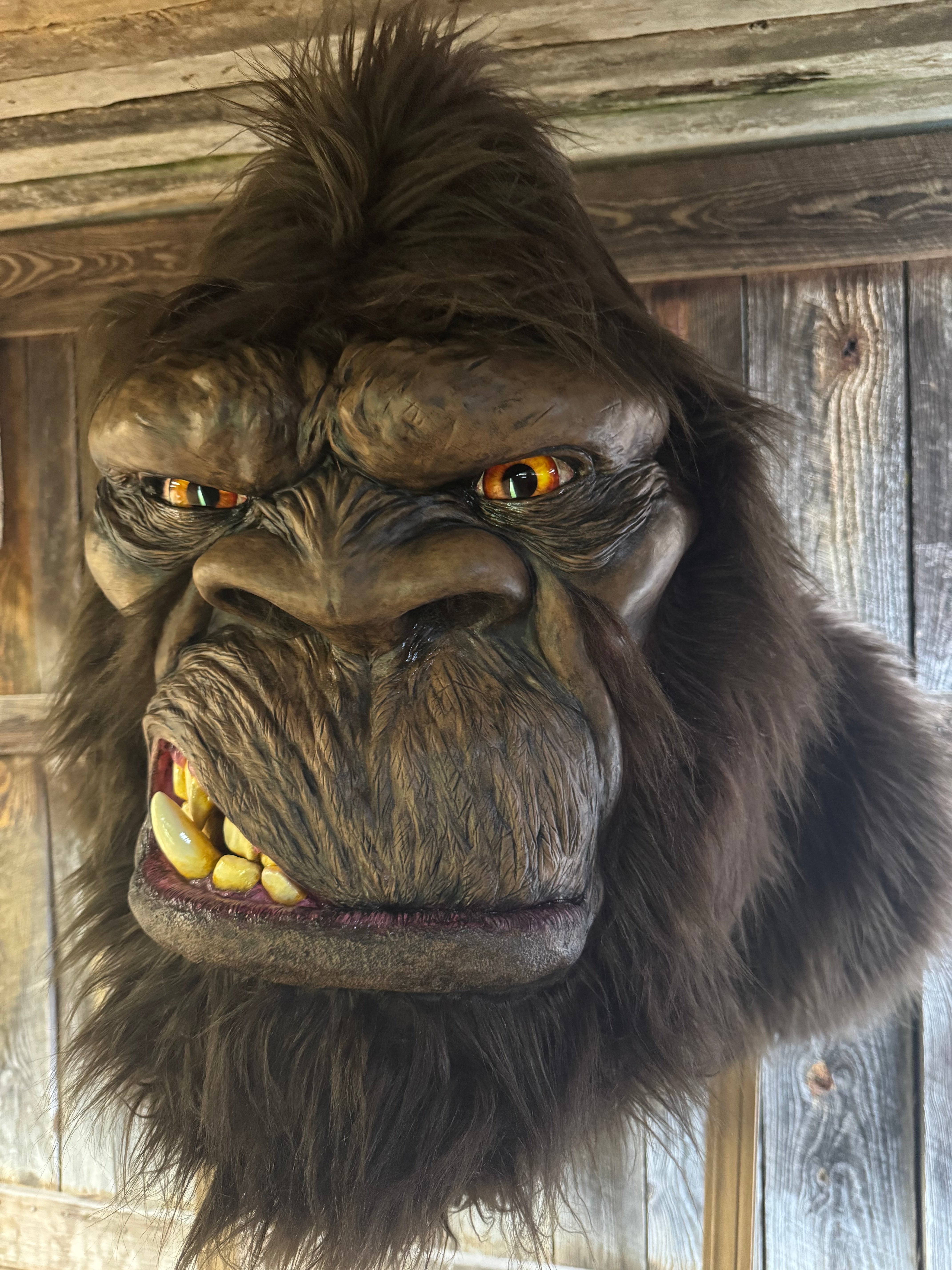 FHJEFF1 - Museum quality life-sized Bigfoot replica shoulder mounts,