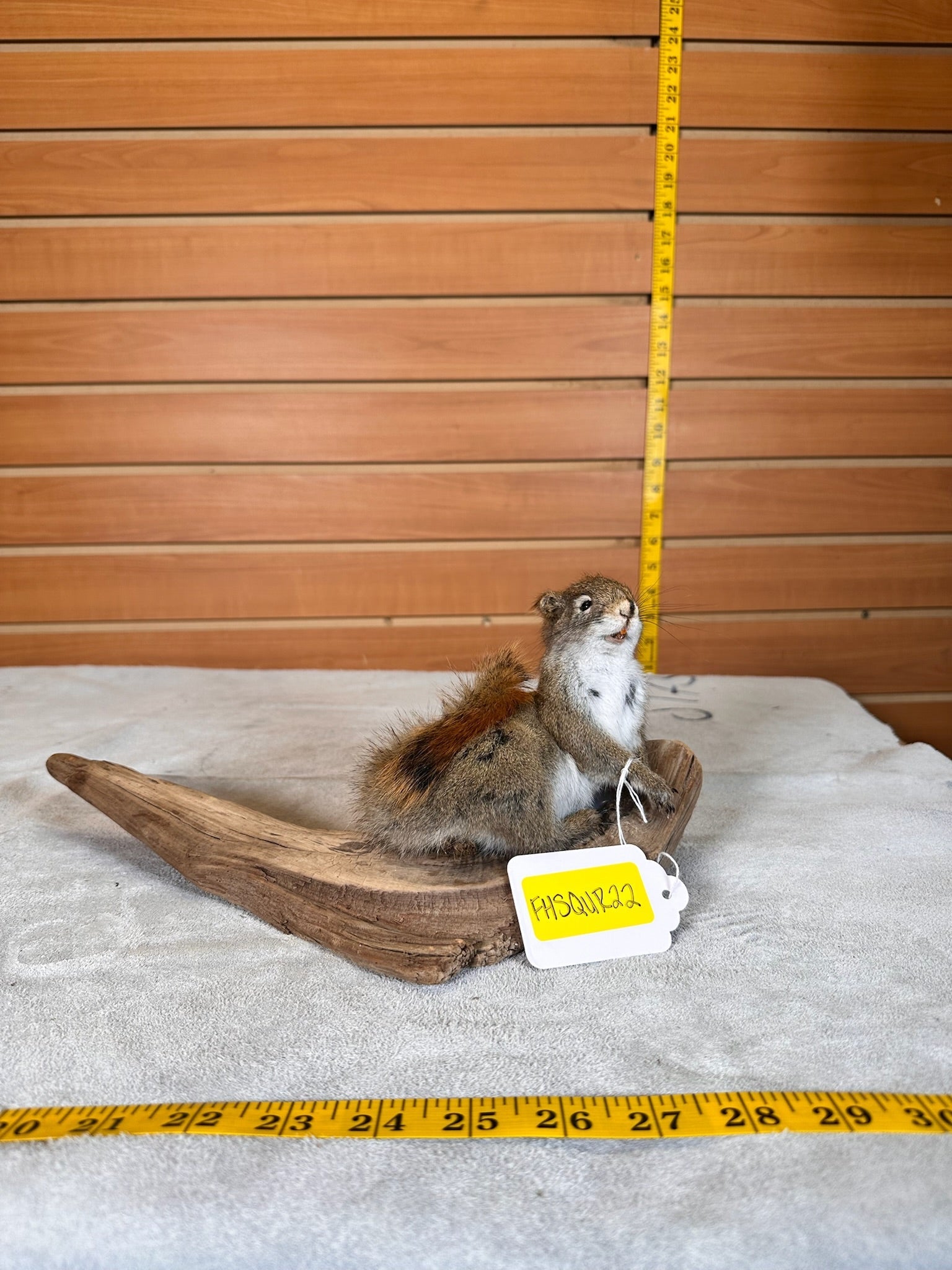 FHSQUIR22- American Red Squirrel Taxidermy Mount