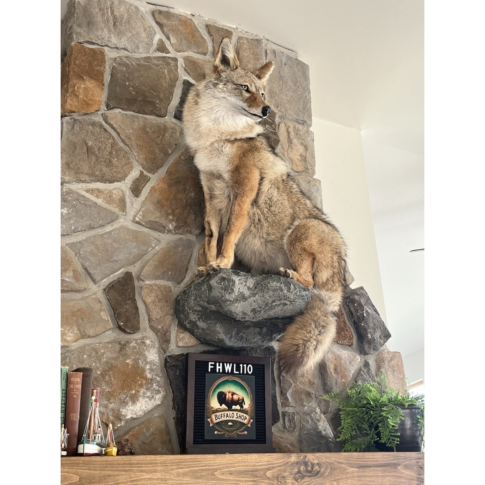 FHWL110 - Coyote Museum Quality Wall mount Taxidermy