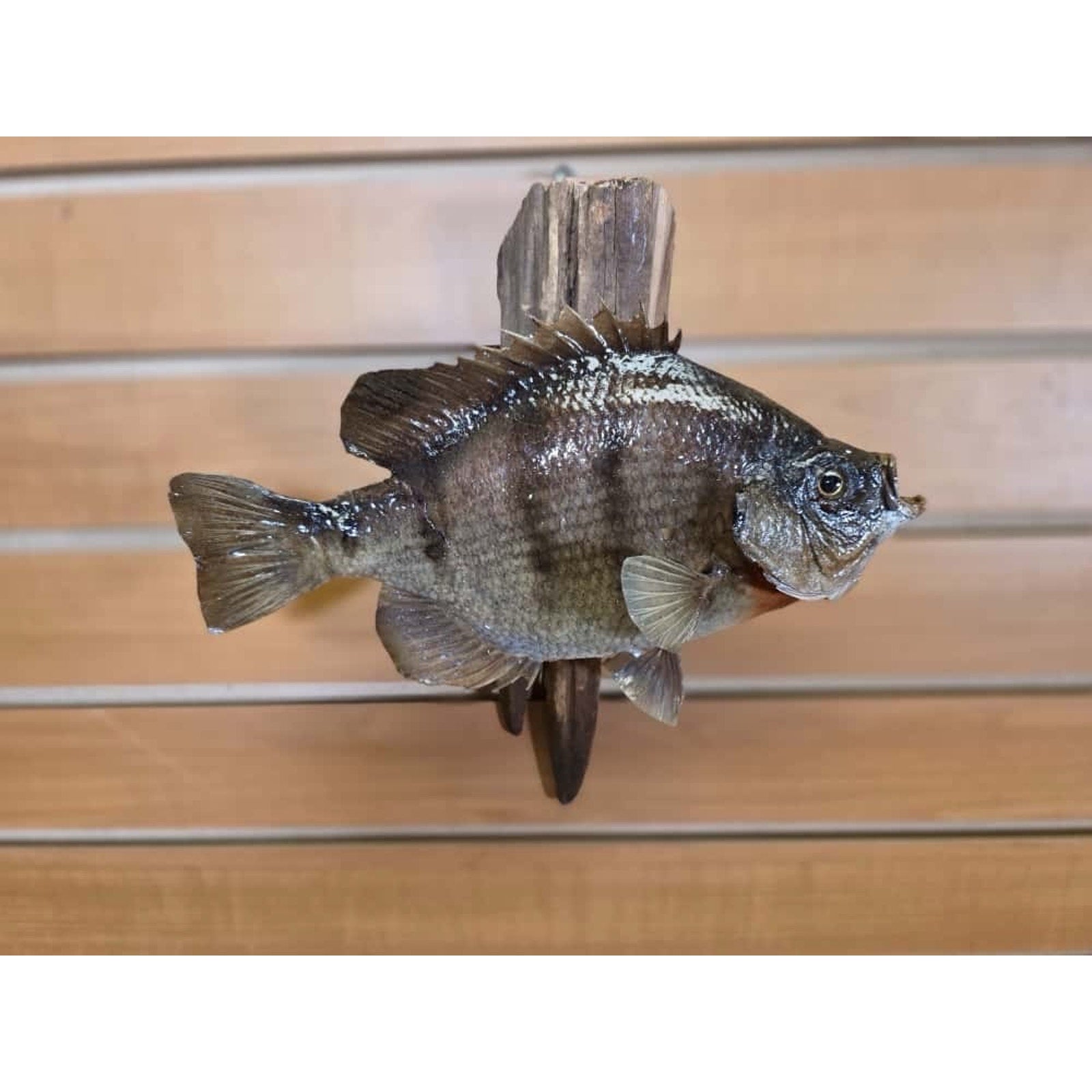JTV208 - bluegill 10 1/2" Real Skin Fish Taxidermy