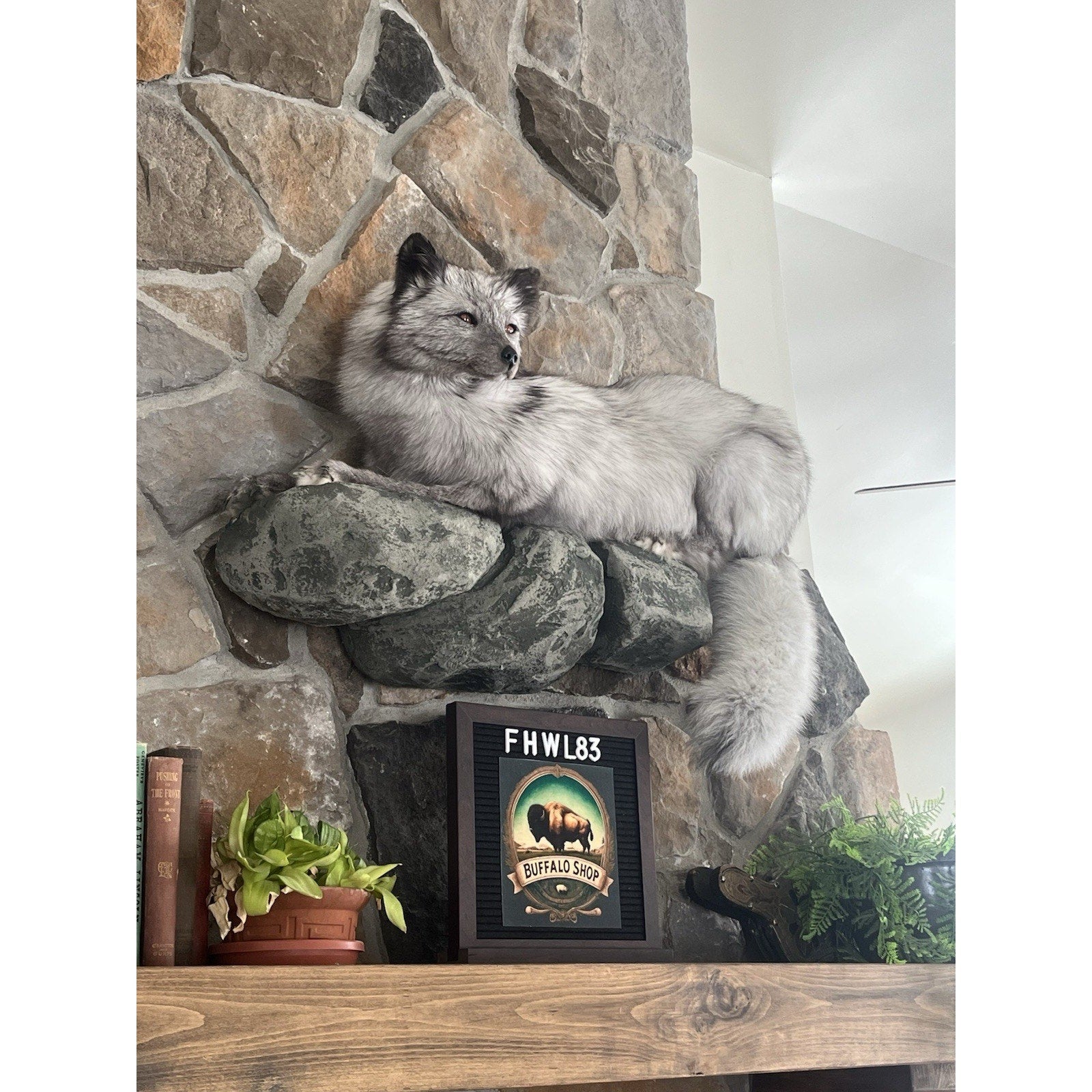 FHWL83 - Grey & White Ranch Fox Taxidermy Full Body Mount