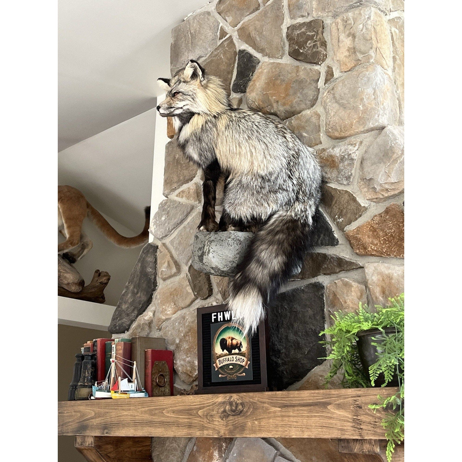 FHWL109 - Premium Fox Taxidermy Full Body Mount