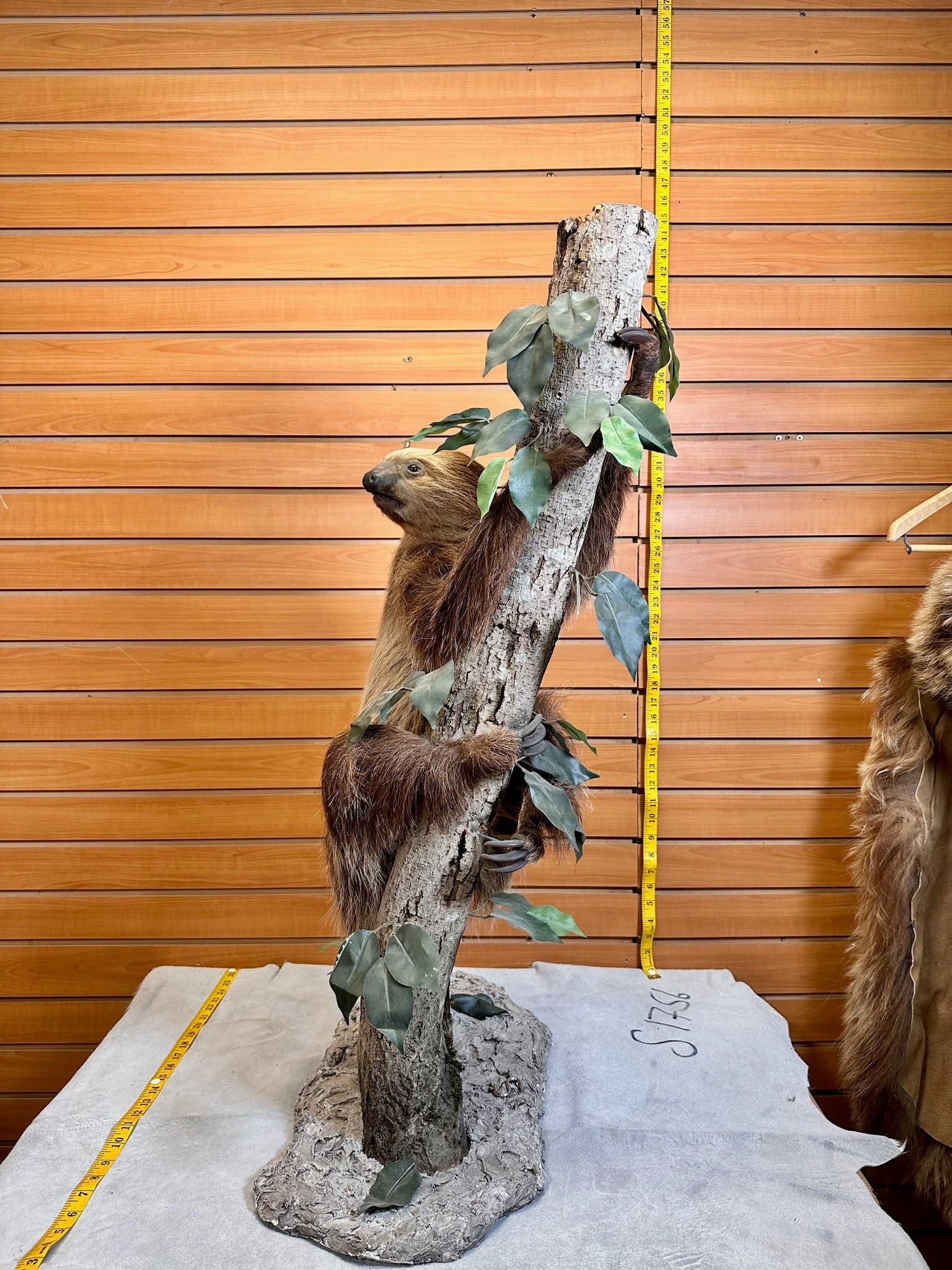 FH190-New Excellent Adult Sloth Taxidermy Mount Full Body