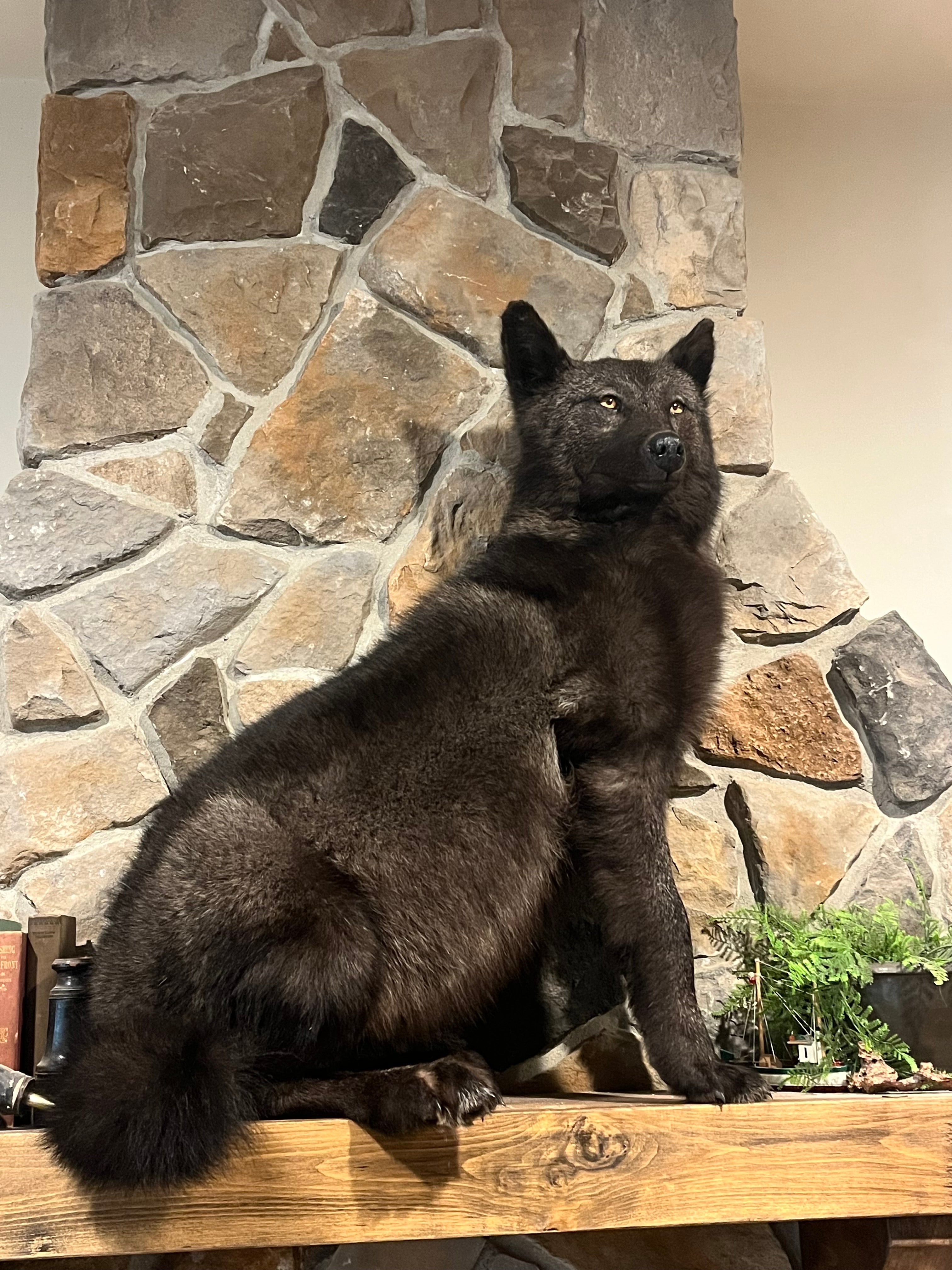FHWL16 - Black Alaskan wolf Taxidermy mount