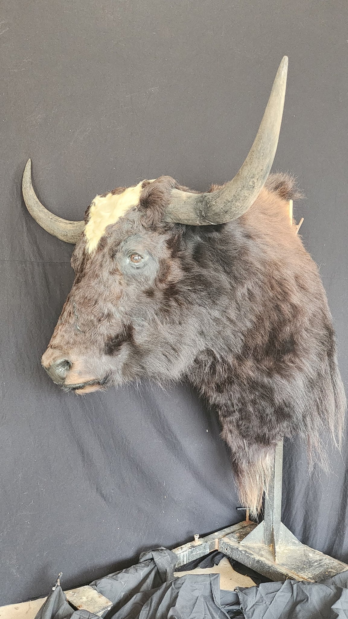 FHBRAD2 - XL Yak Taxidermy Shoulder mount Bull