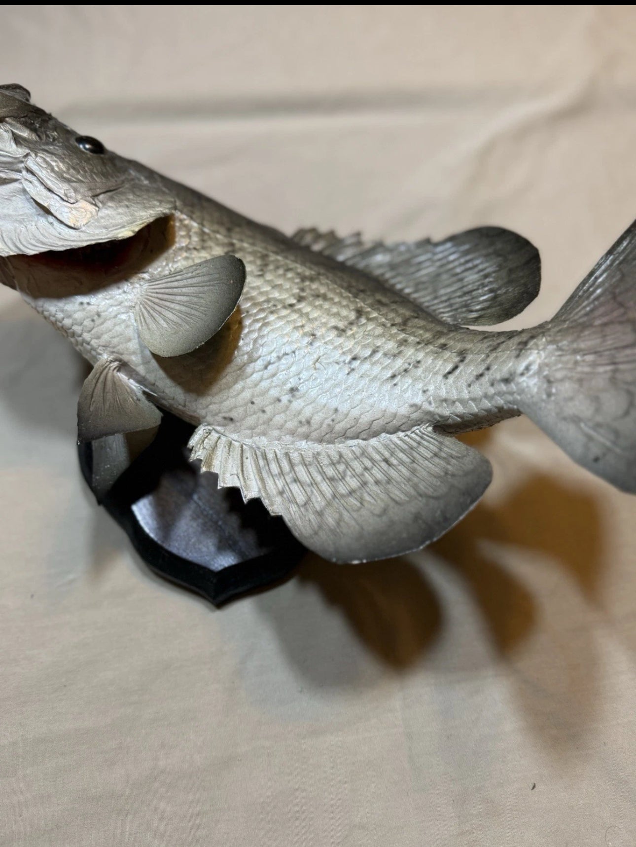 FHEB0817 - 12.5 Inch Crappie Taxidermy Mount