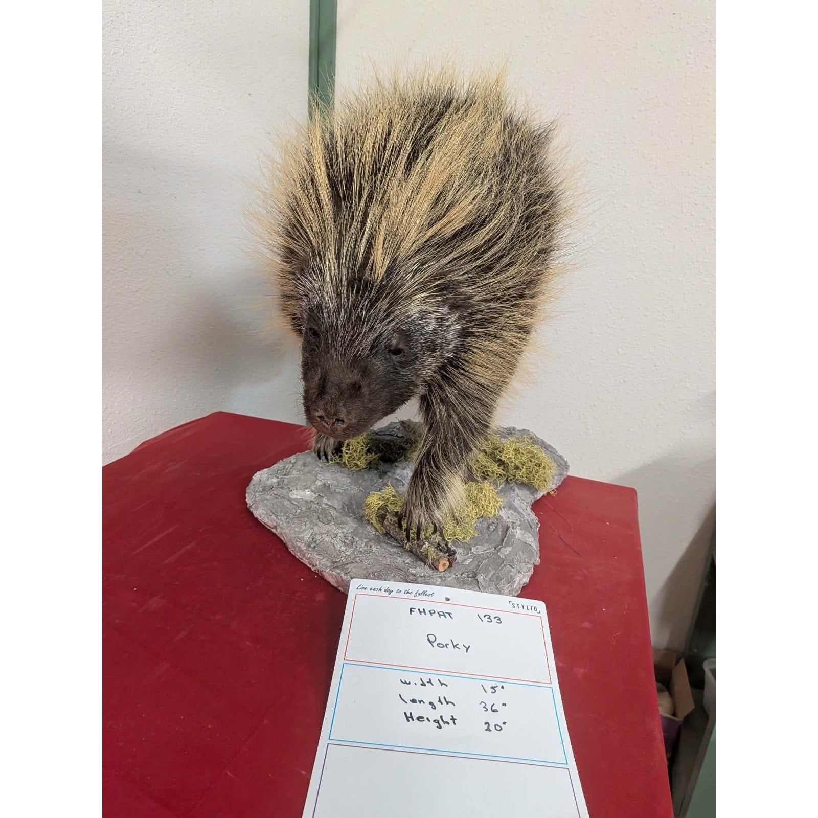 FHPAT133- Beautiful Montana Prime Winter Porcupine Full Taxidermy Mount