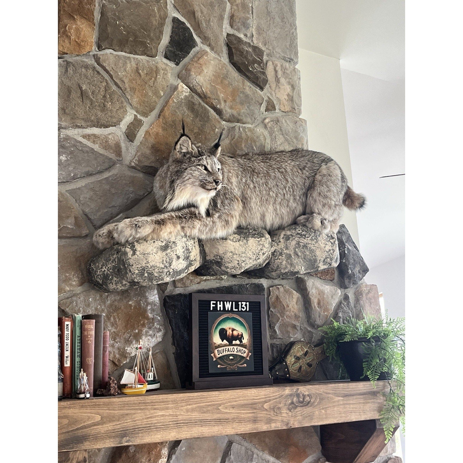 FHWL131 - Alaskan Lynx Taxidermy Full Body Mount Prime Fur